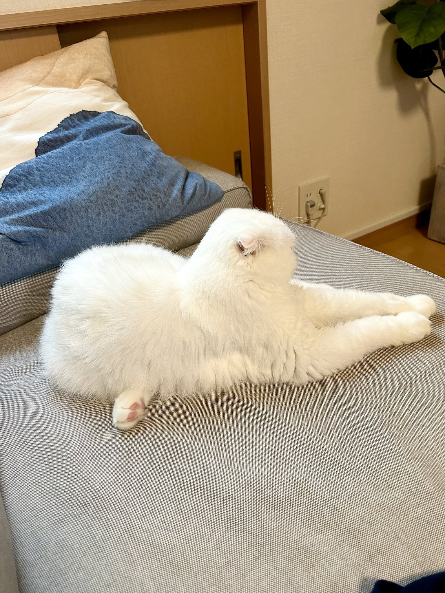 ネコノモテ P ネコネ 販売 | アクアプラス 2.0 | Lycee Overture通販ならカード