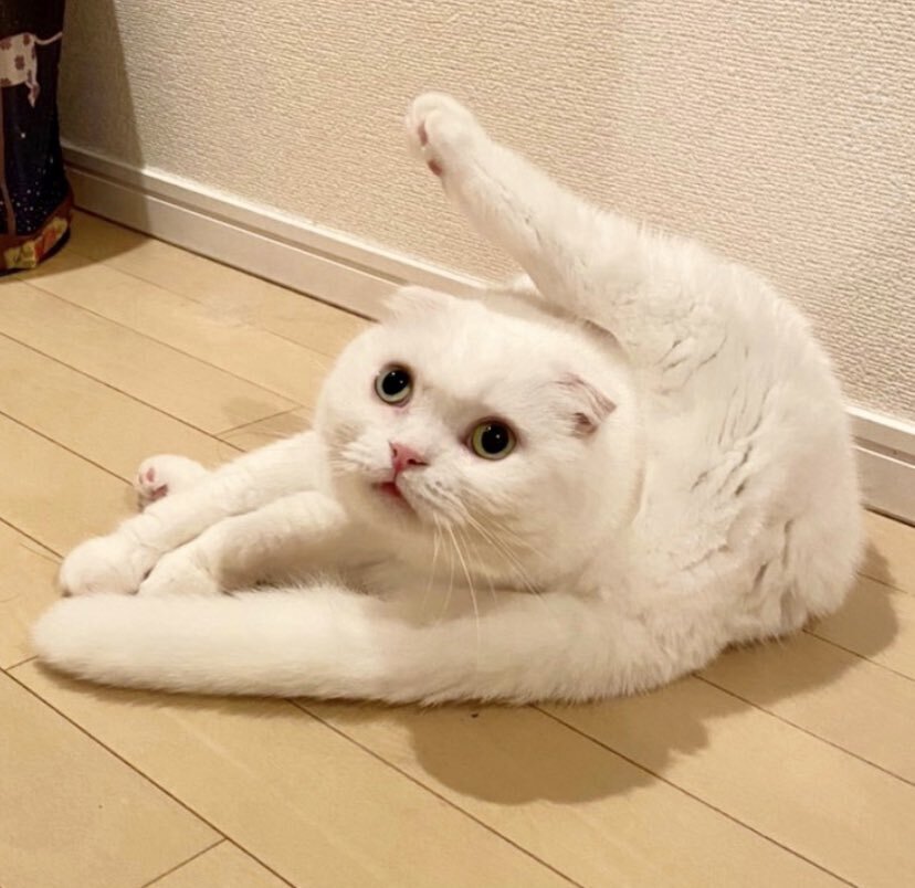 猫がクモに擬態した姿「ニャランチュラ」が奇奇怪怪！二度と見られない