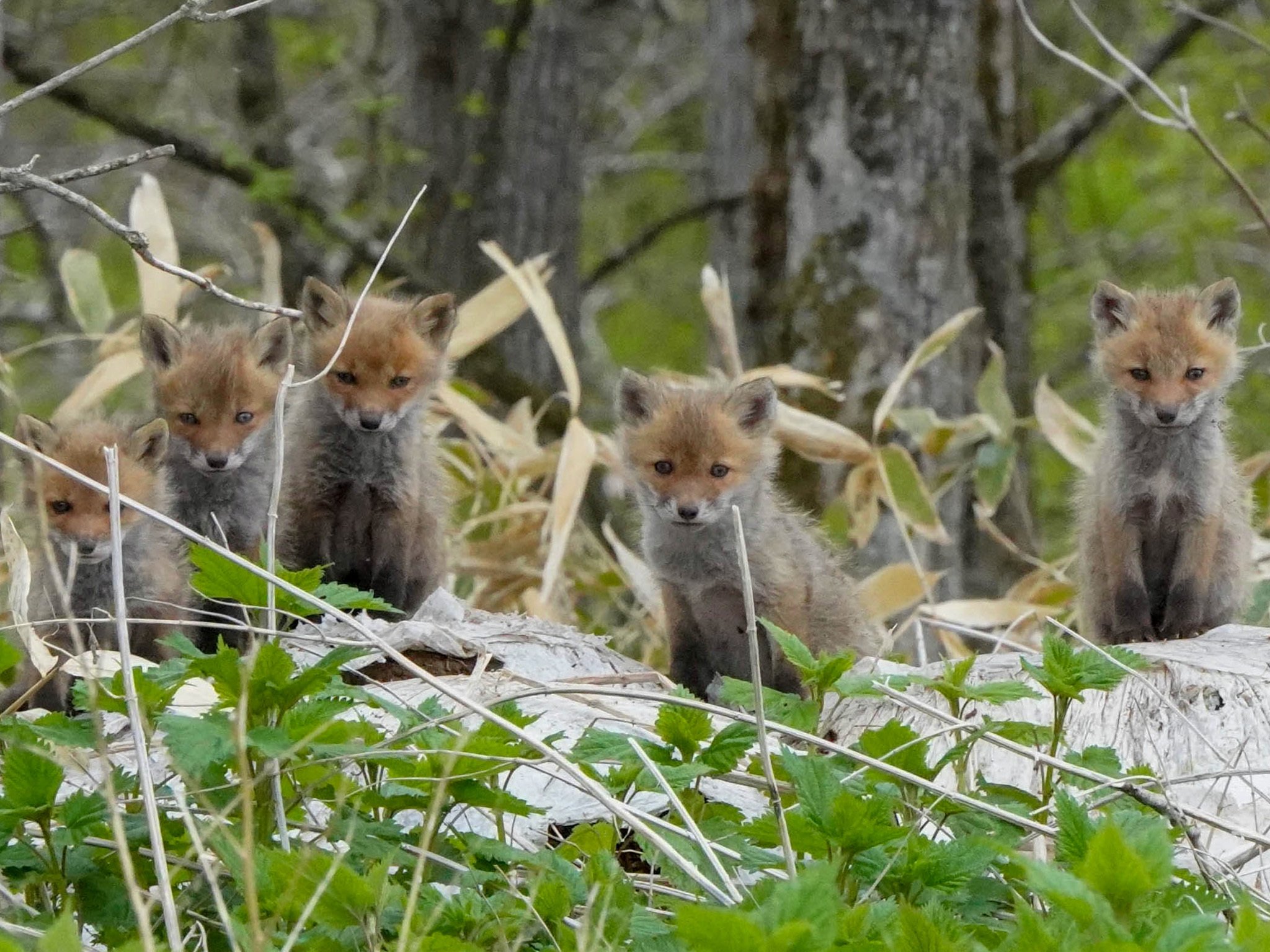 キタキツネの子別れ：独り立ちへの道｜べつかいジャーナル