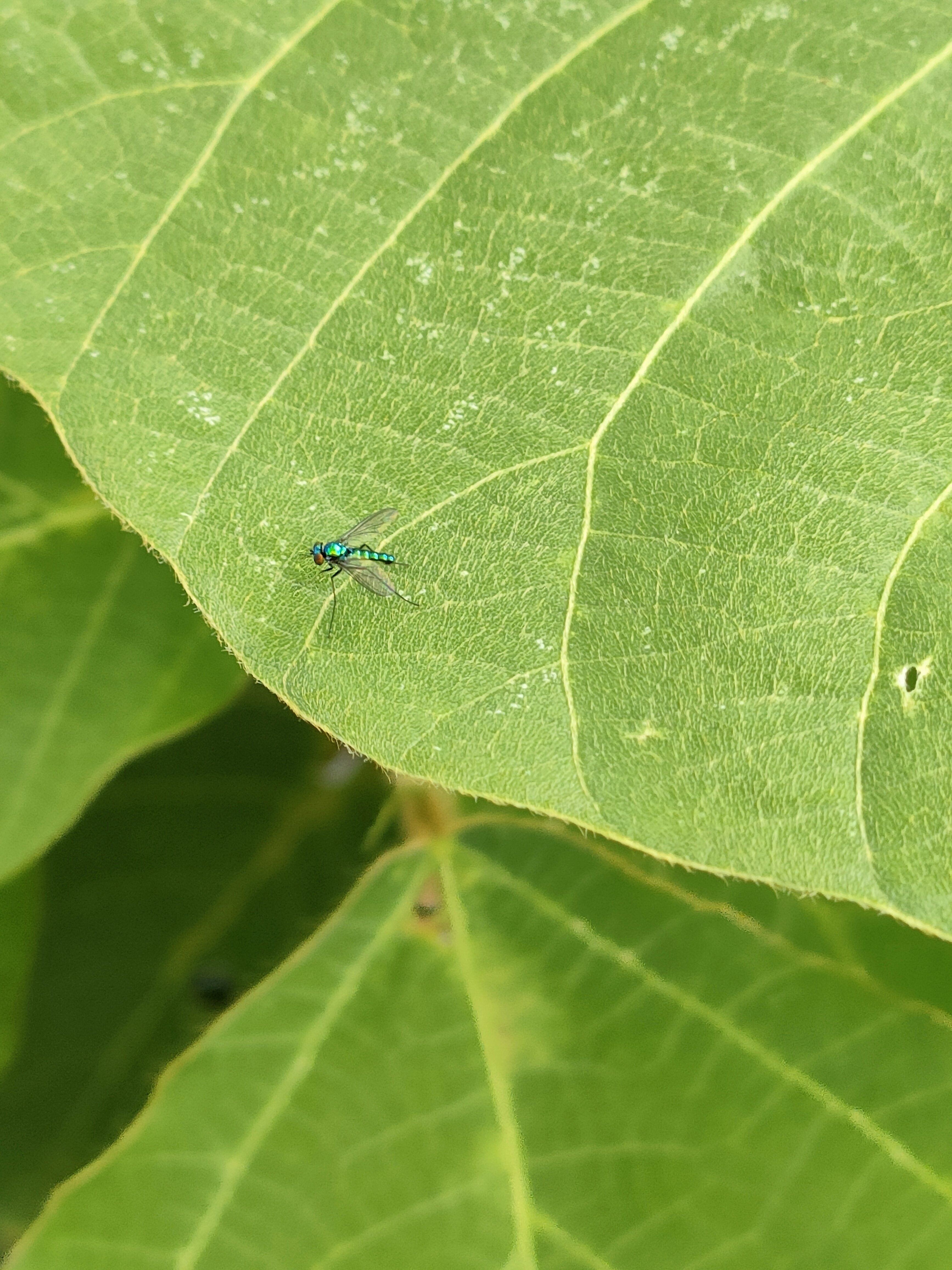 アシナガバエの仲間｜月澄狸