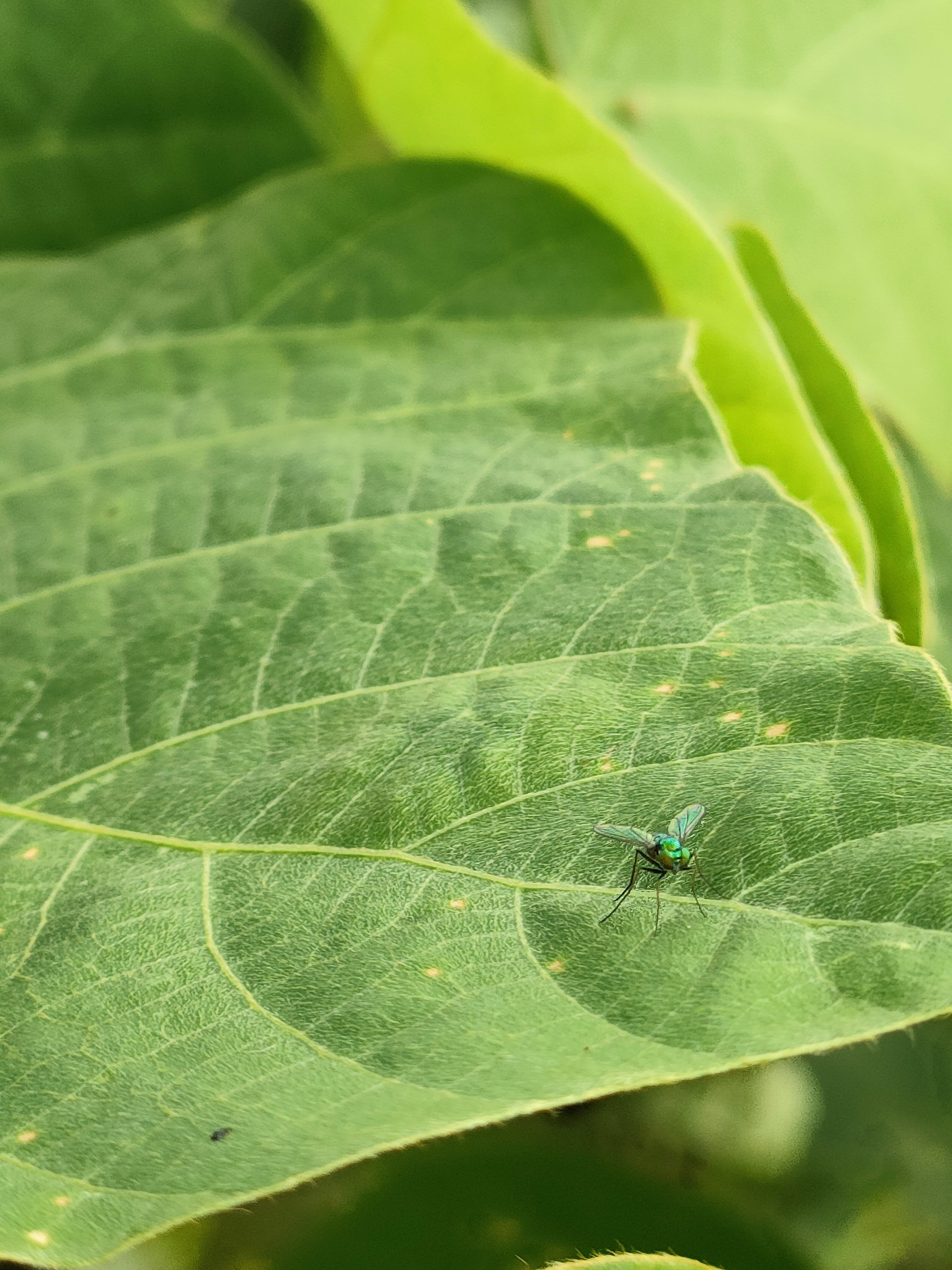 アシナガバエの仲間｜月澄狸
