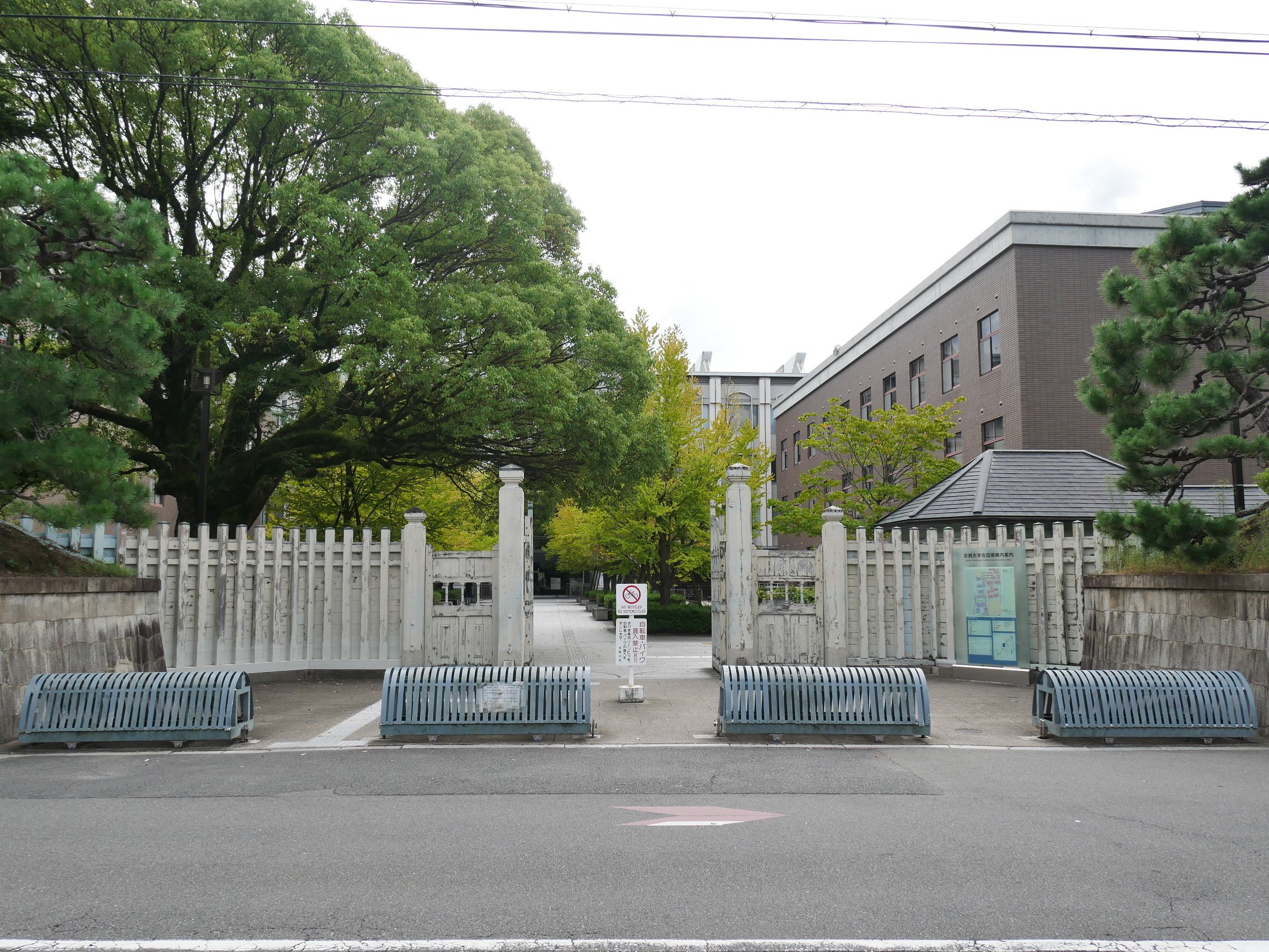 482 京都大学建築散歩。｜ミヤコカエデ（Miyako Kaede)