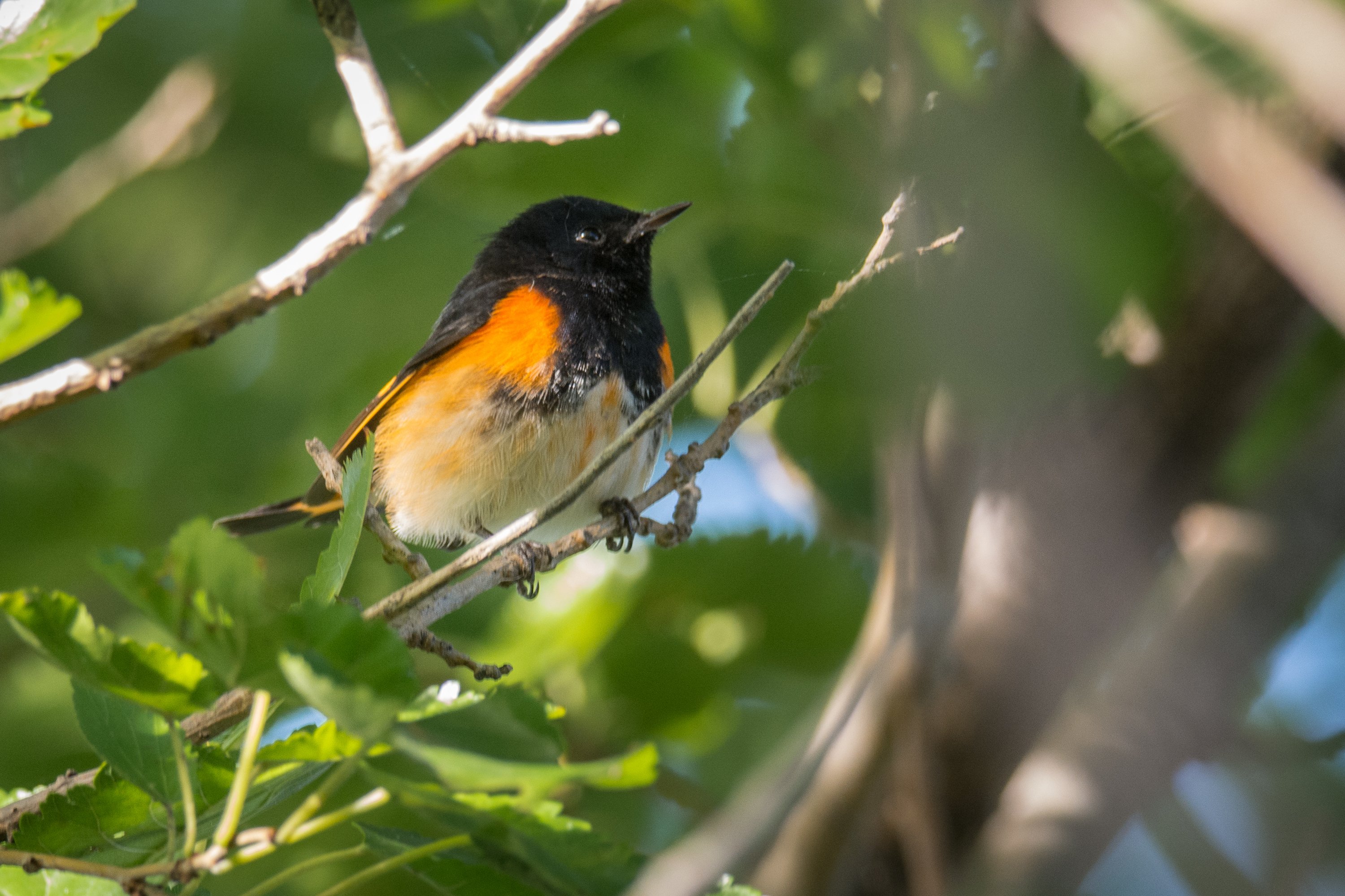 鳥がいく Hurry up!] #bird #cute #shorts #comedy #bird #funny - YouTube