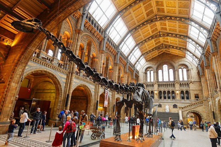 博物館クラスのフィルムカメラをインテリアに