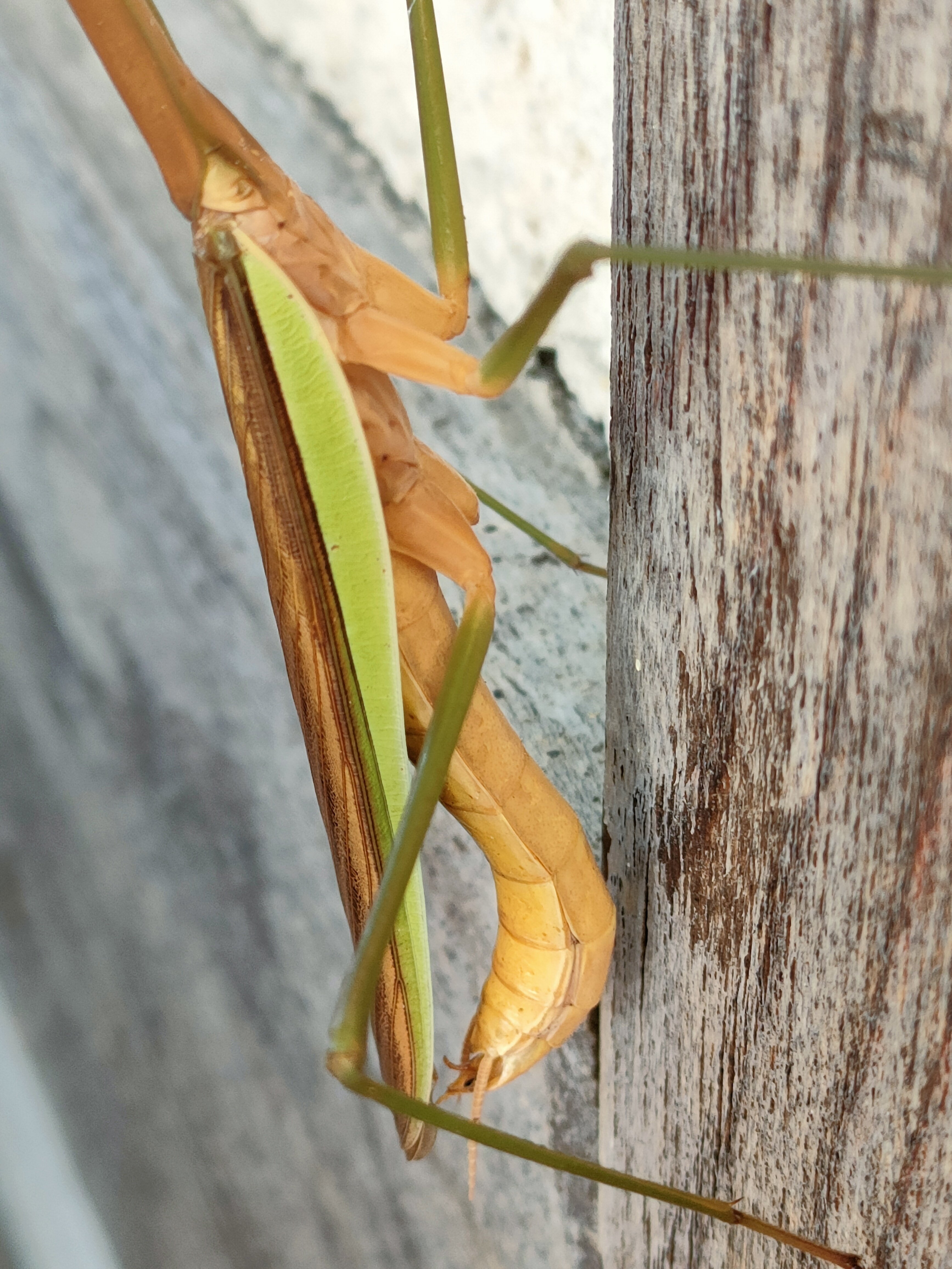 お腹の曲がったオオカマキリ♂（褐色型）｜月澄狸