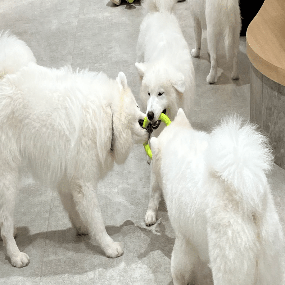 サモエドカフェ｜みかん