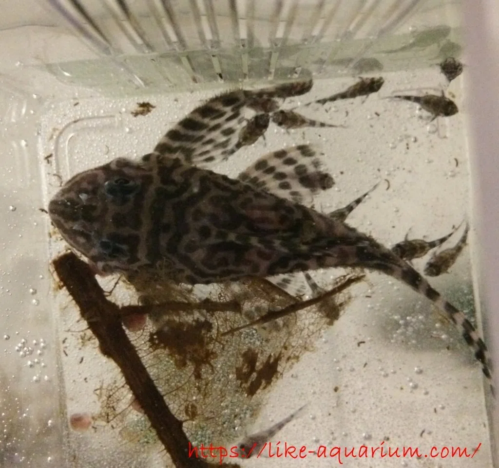 キンペコ繫殖 具体的事例②｜だんごむし。／趣味熱帯魚ブリーダー