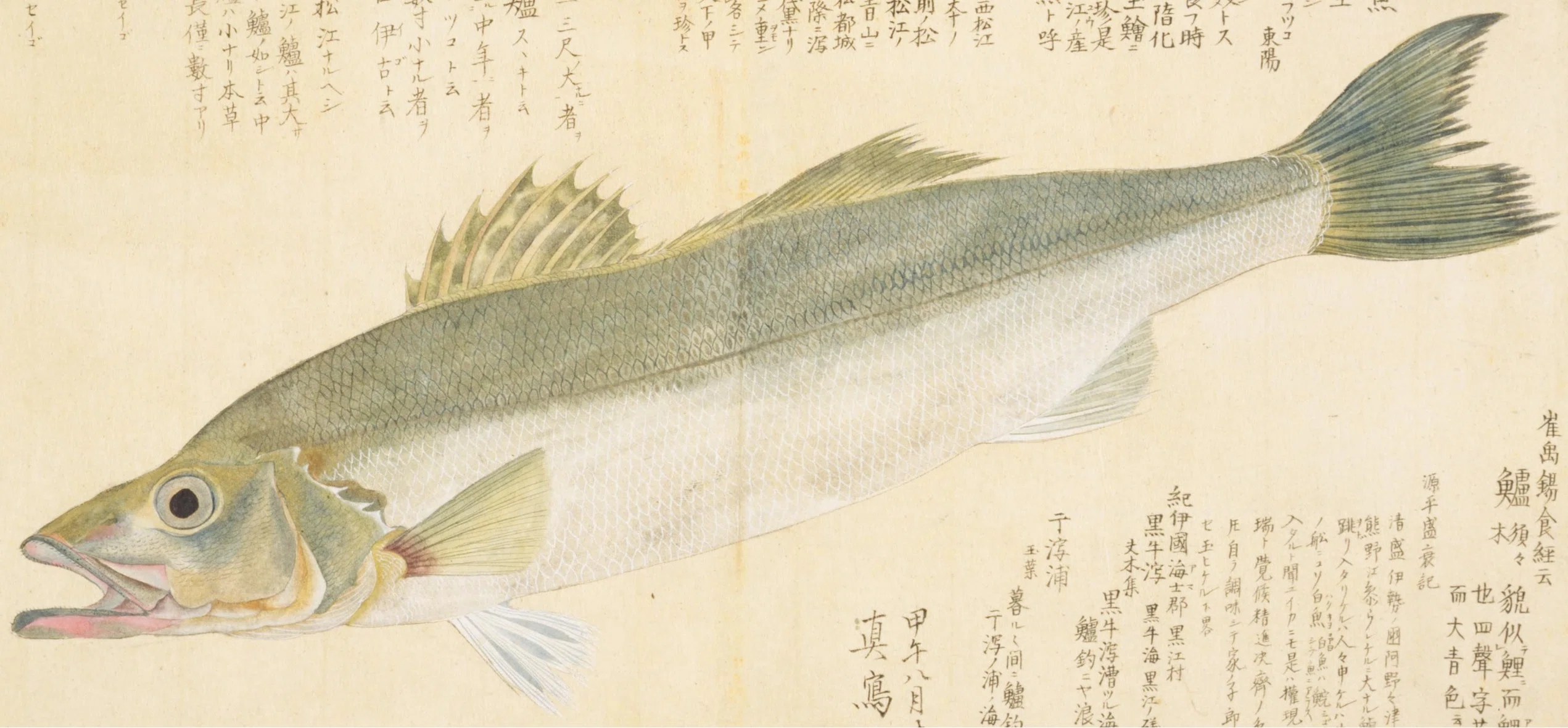 梅園魚品図正】(43) 須々岐（すずき）｜mominaina