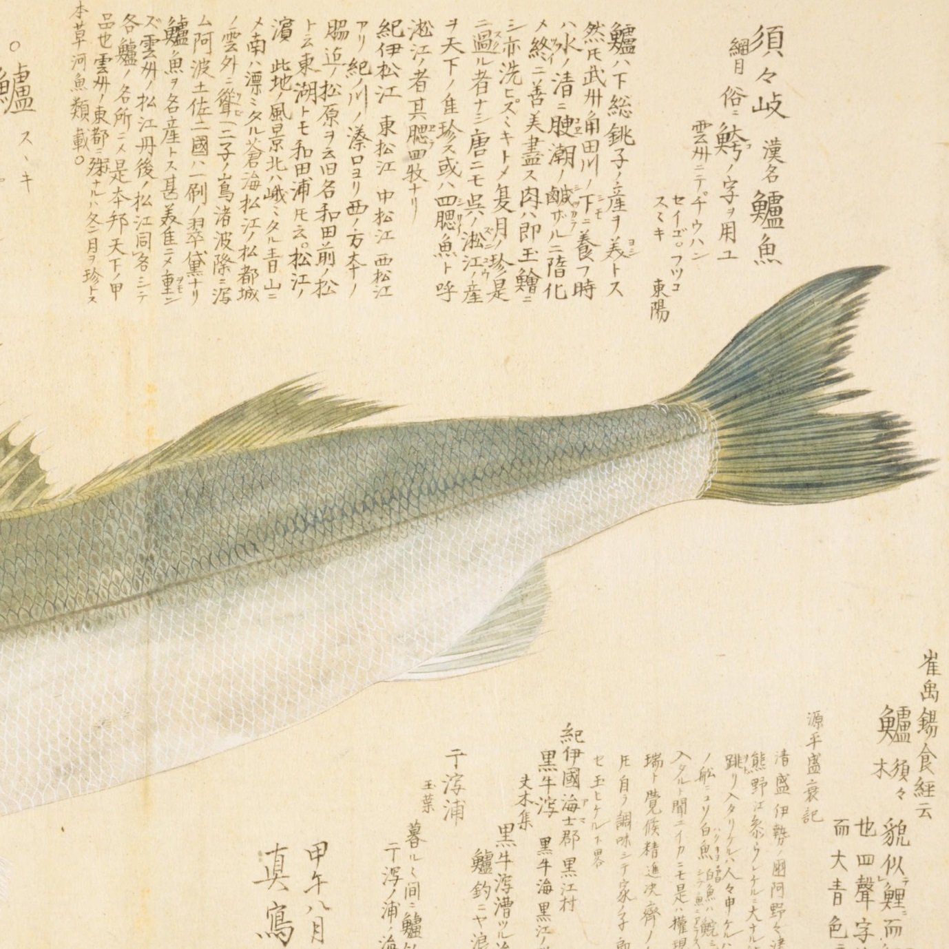 梅園魚品図正】(43) 須々岐（すずき）｜mominaina