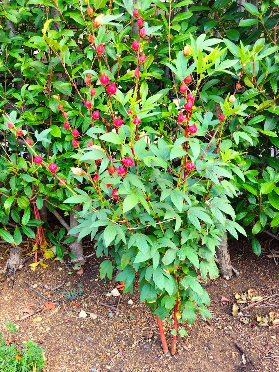 赤い実？ 〜ローゼル〜｜九條正博｜歴史学