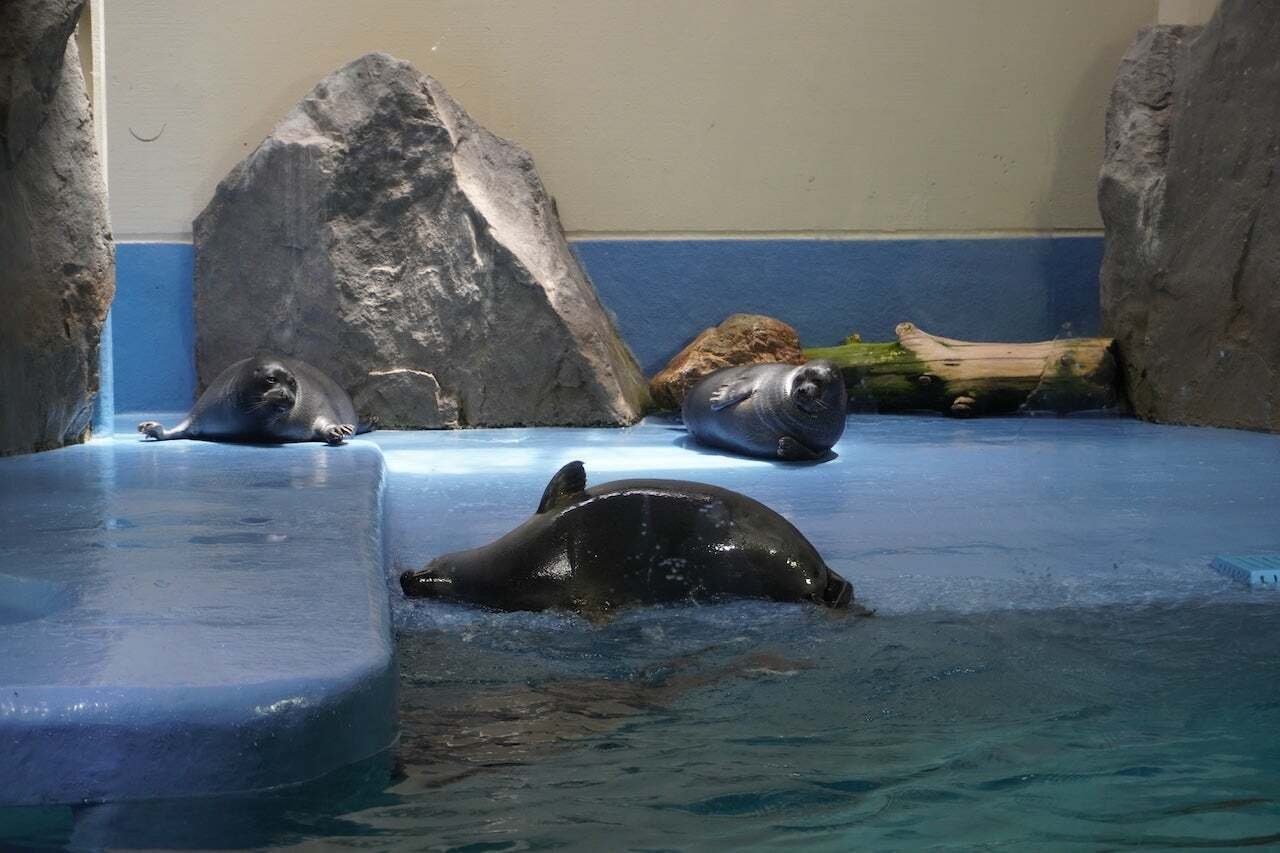 アザラシは日本で8種類も会える｜コヨリ