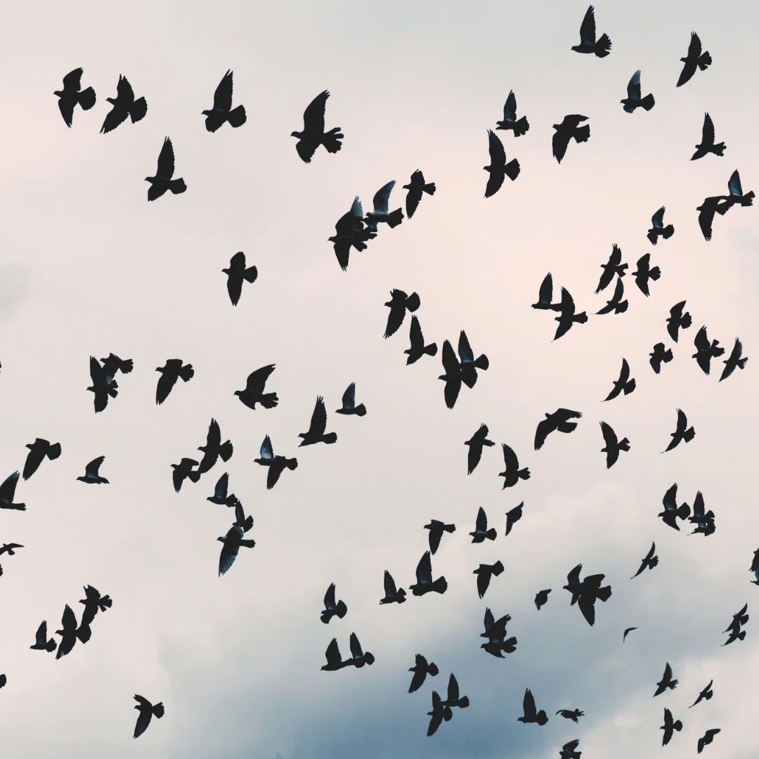 空を舞うカラスの大群