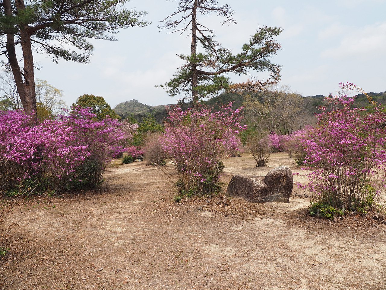 18．刈込む雑木 自然樹形のツツジ｜sasayan