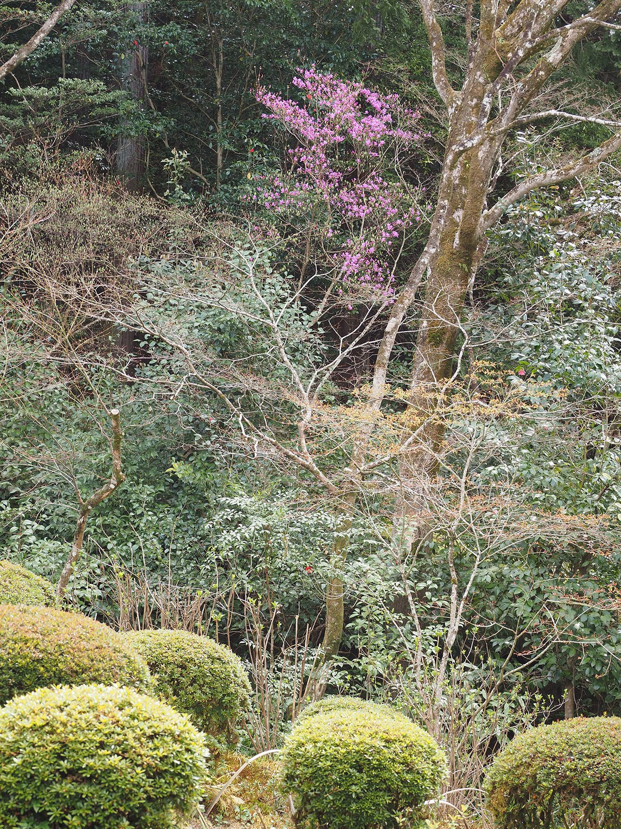 18．刈込む雑木 自然樹形のツツジ｜sasayan