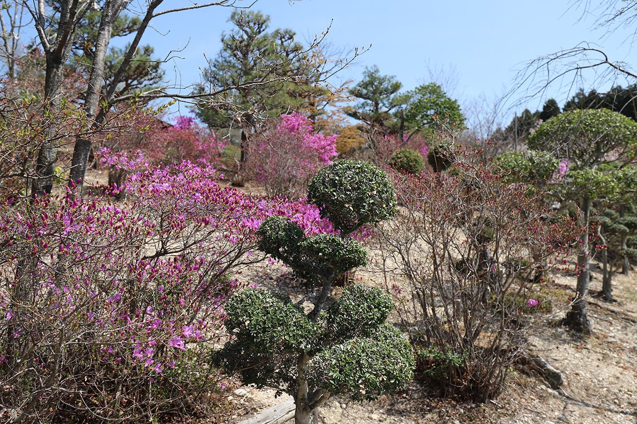 ヤマツツジ/自然樹形【現品発送】管理70884 ヤマツツジ/自然樹形【現品