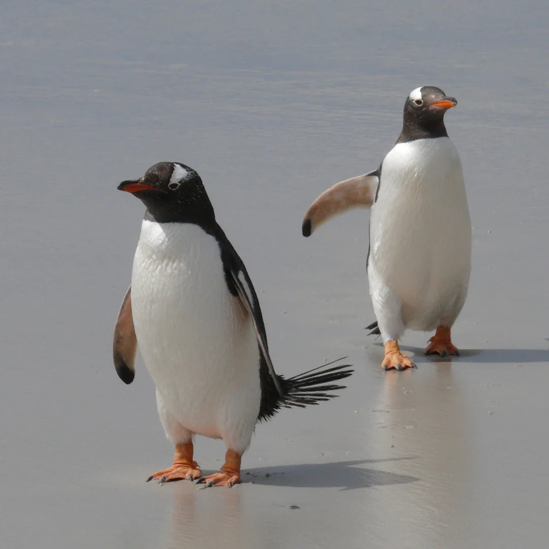 岸辺をゆく2羽のペンギン