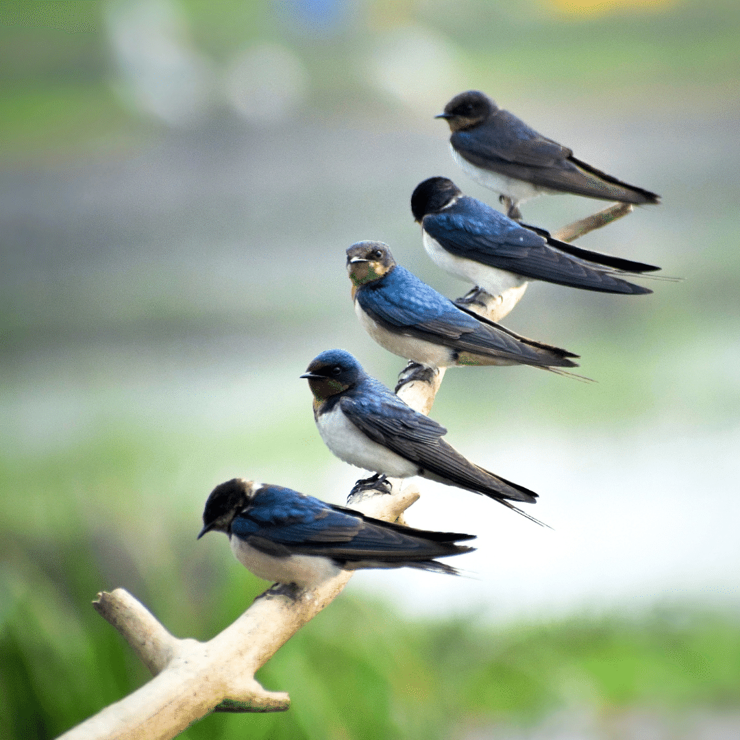 木の枝にとまって休む5羽のツバメ