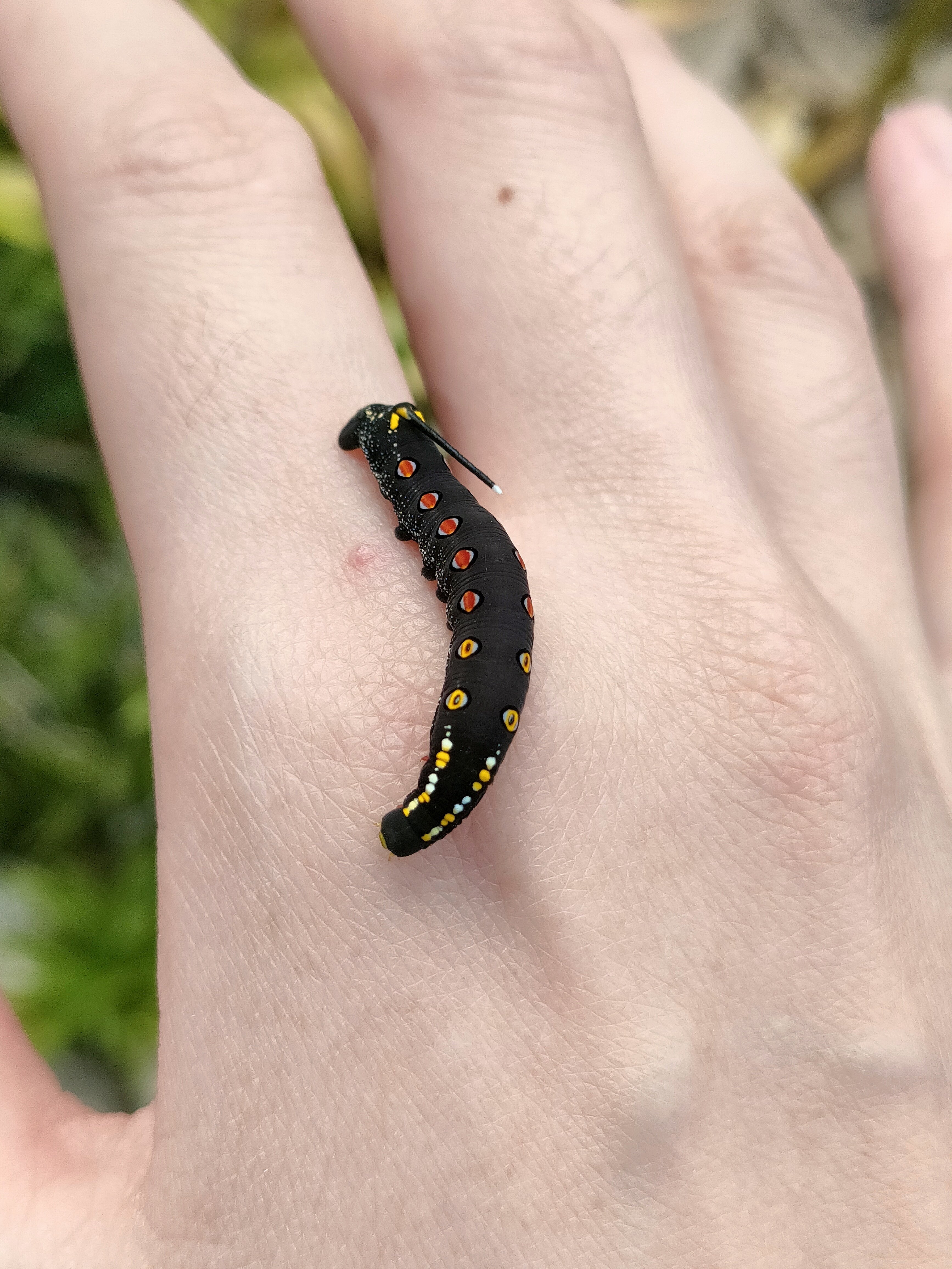 イモムシ殺しと、シンジュキノカワガ幼虫｜月澄狸