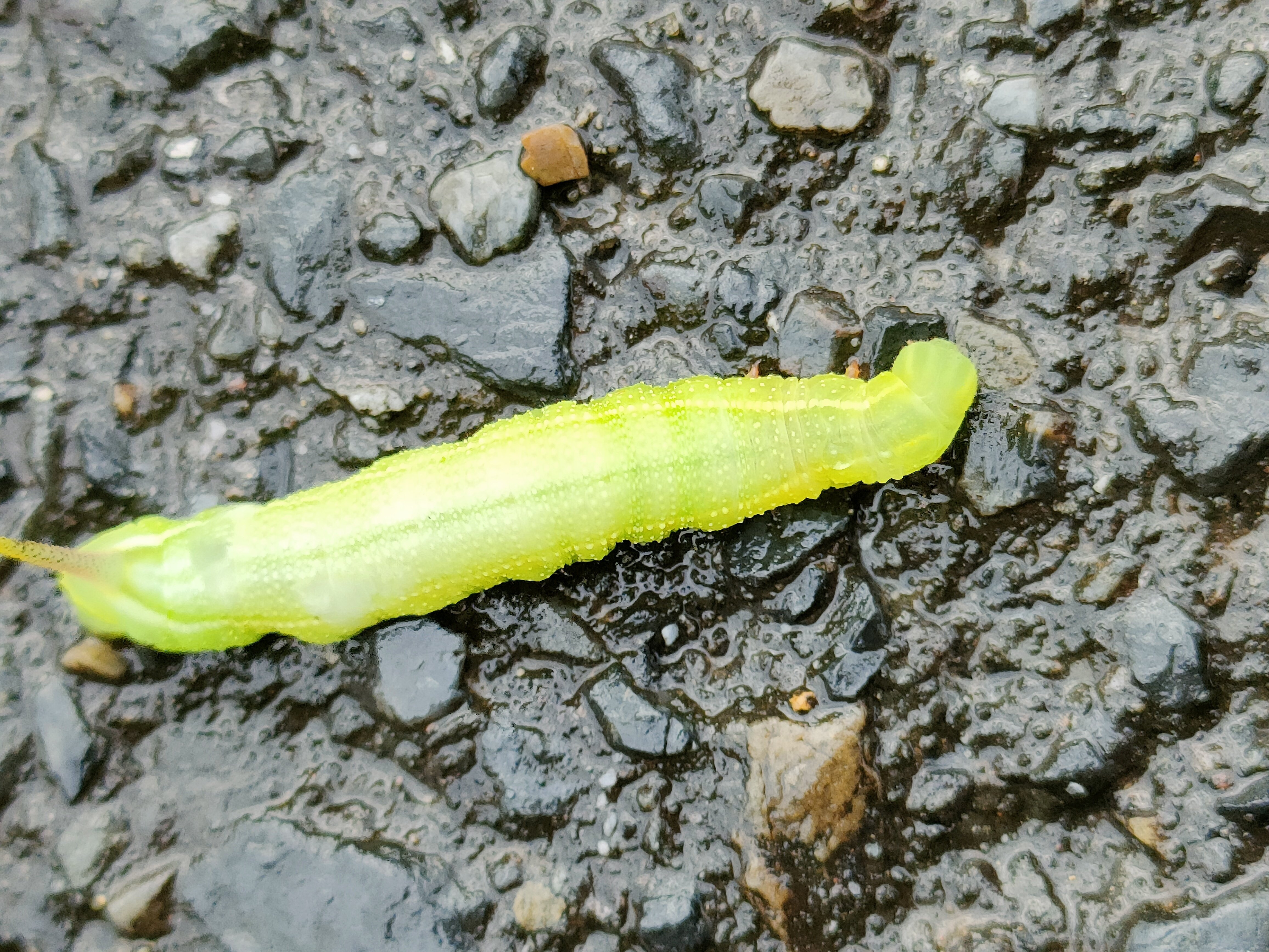 イモムシ殺しと、シンジュキノカワガ幼虫｜月澄狸