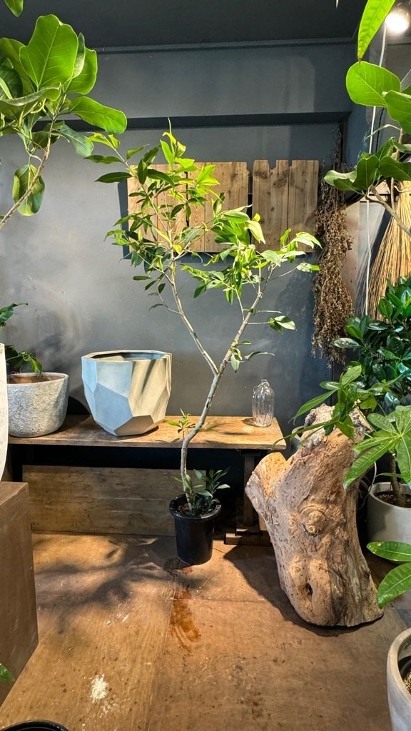 Amazonオリーブ_観葉植物 Amazonオリーブ_観葉植物