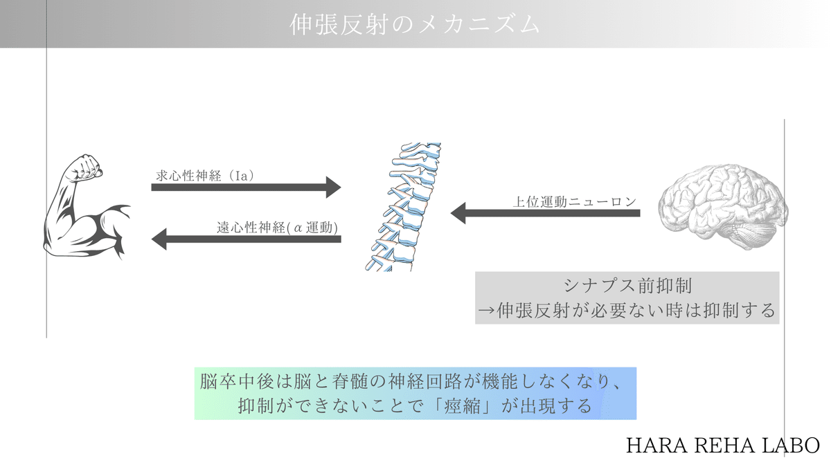 痙縮に立ち向かうために必要な知識/実践-|はらリハ【自費 痙縮に立ち向かうために必要な知識/実践-|はらリハ【自費