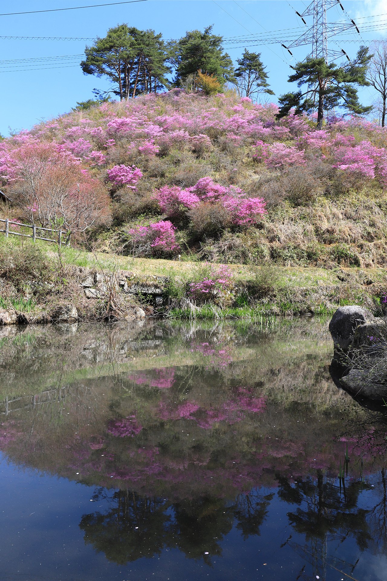 85 山採り　ハシバミ 85 山採り ハシバミ