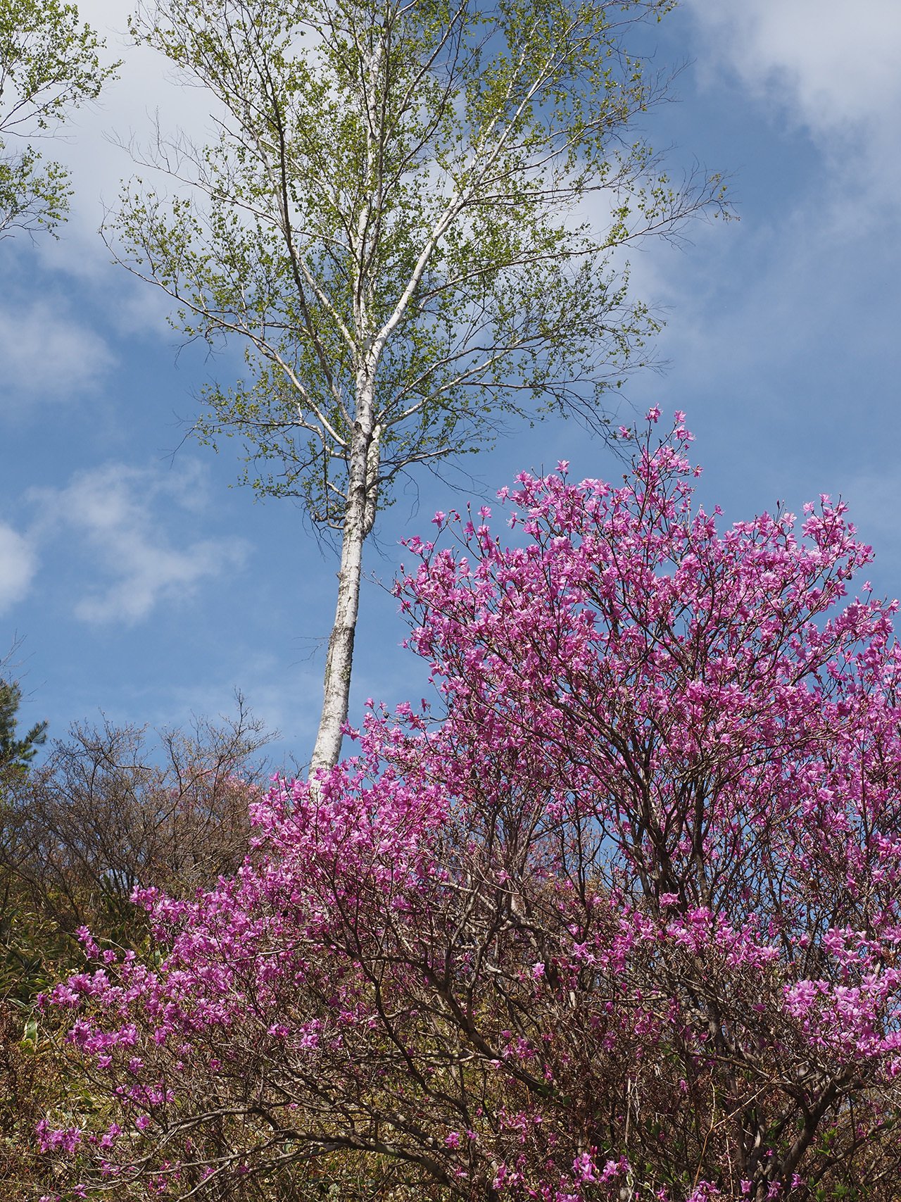 19．シラカバ林のコバノミツバツツジ｜sasayan