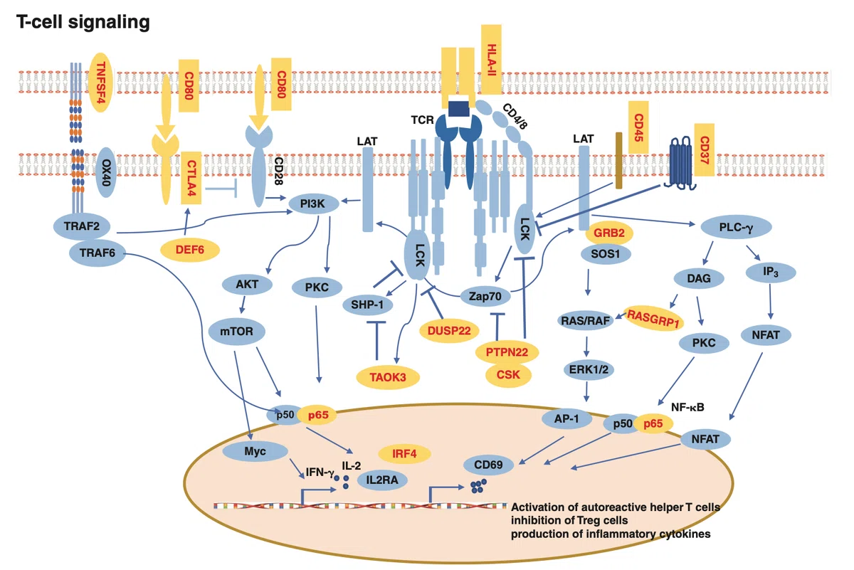 Sle Gen 4 Genetics of SLE- SLEの遺伝学|TAKENOUCHI M.D.
