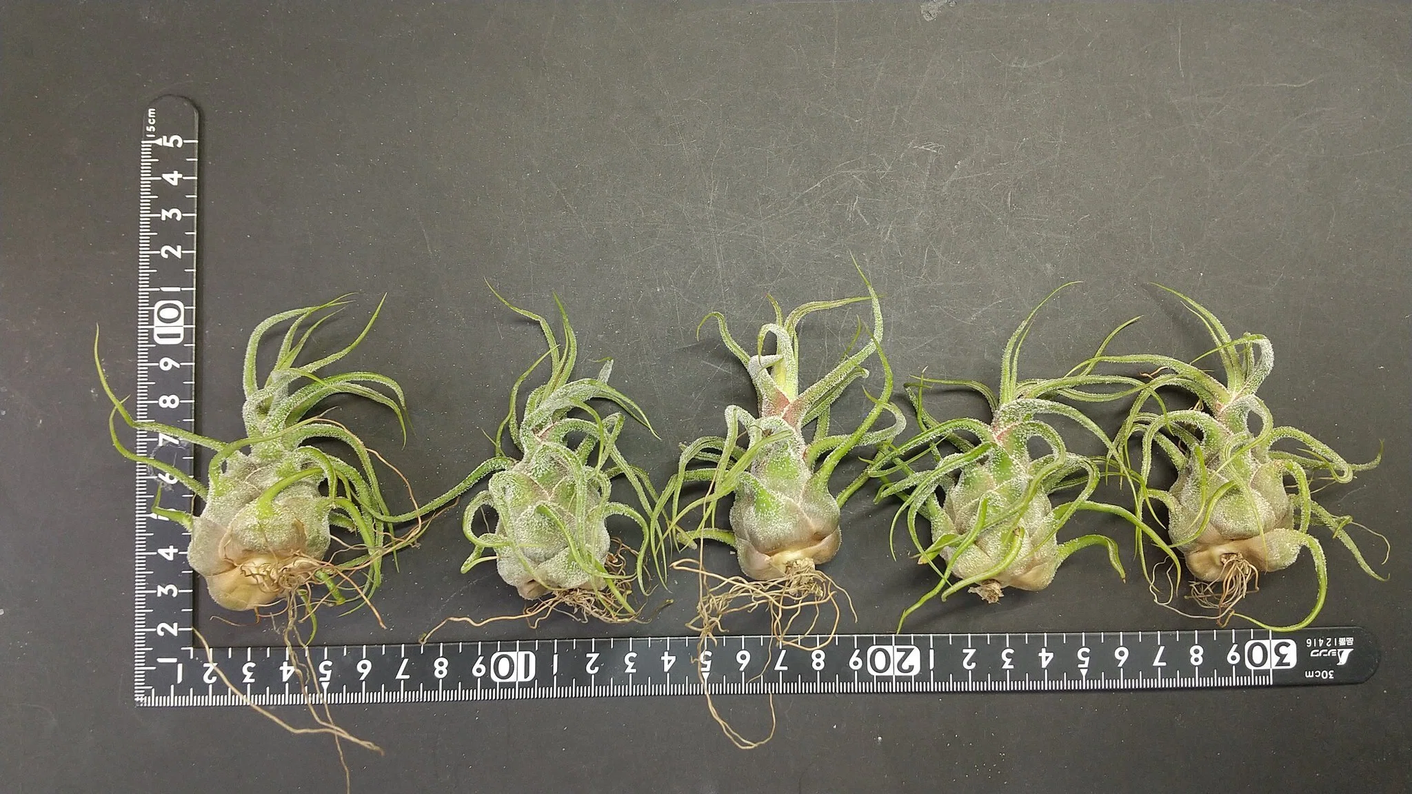 チランジア入荷リスト9/10-9/15｜NatureGarden🌿神田