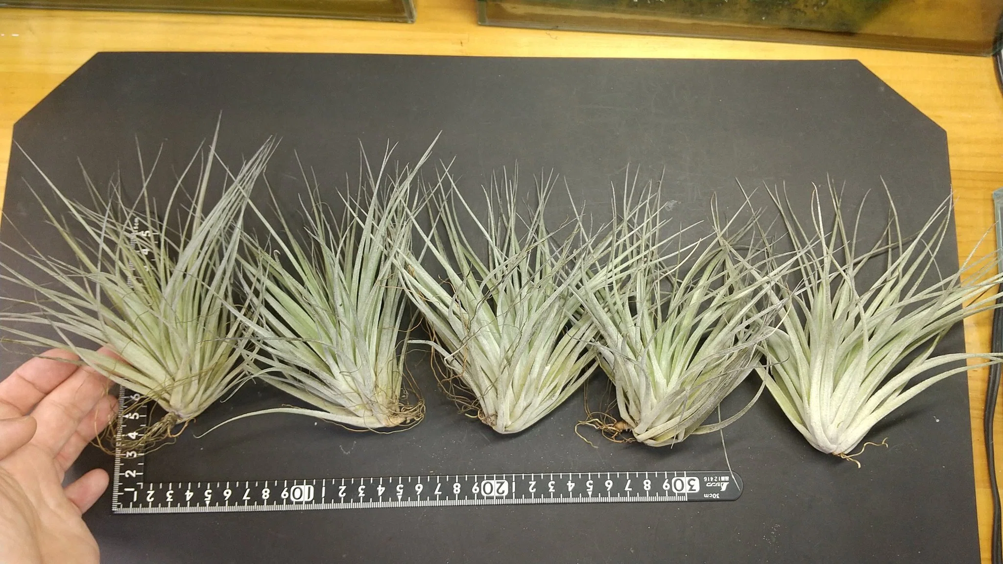 チランジア入荷リスト9/10-9/15｜NatureGarden🌿神田