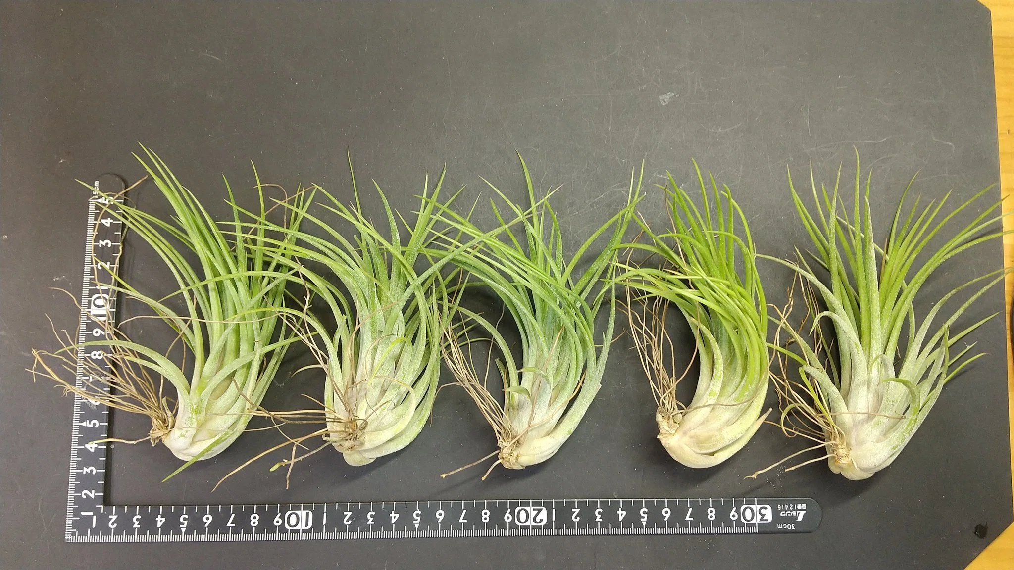 チランジア sp. メキシコ Tillandsia チランジア入荷リスト9/10-9/15｜NatureGarden🌿神田