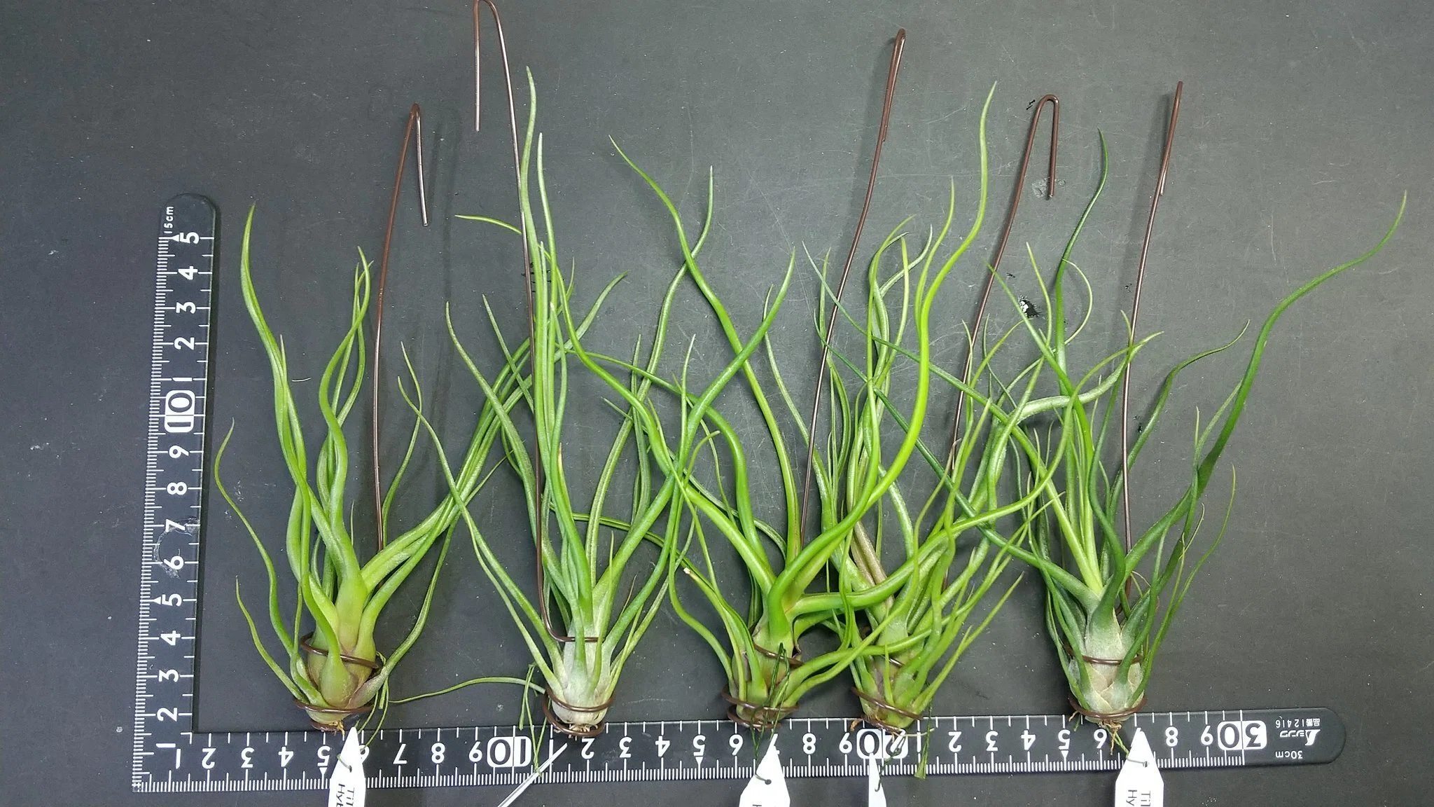 チランジア入荷リスト9/10-9/15｜NatureGarden?神田
