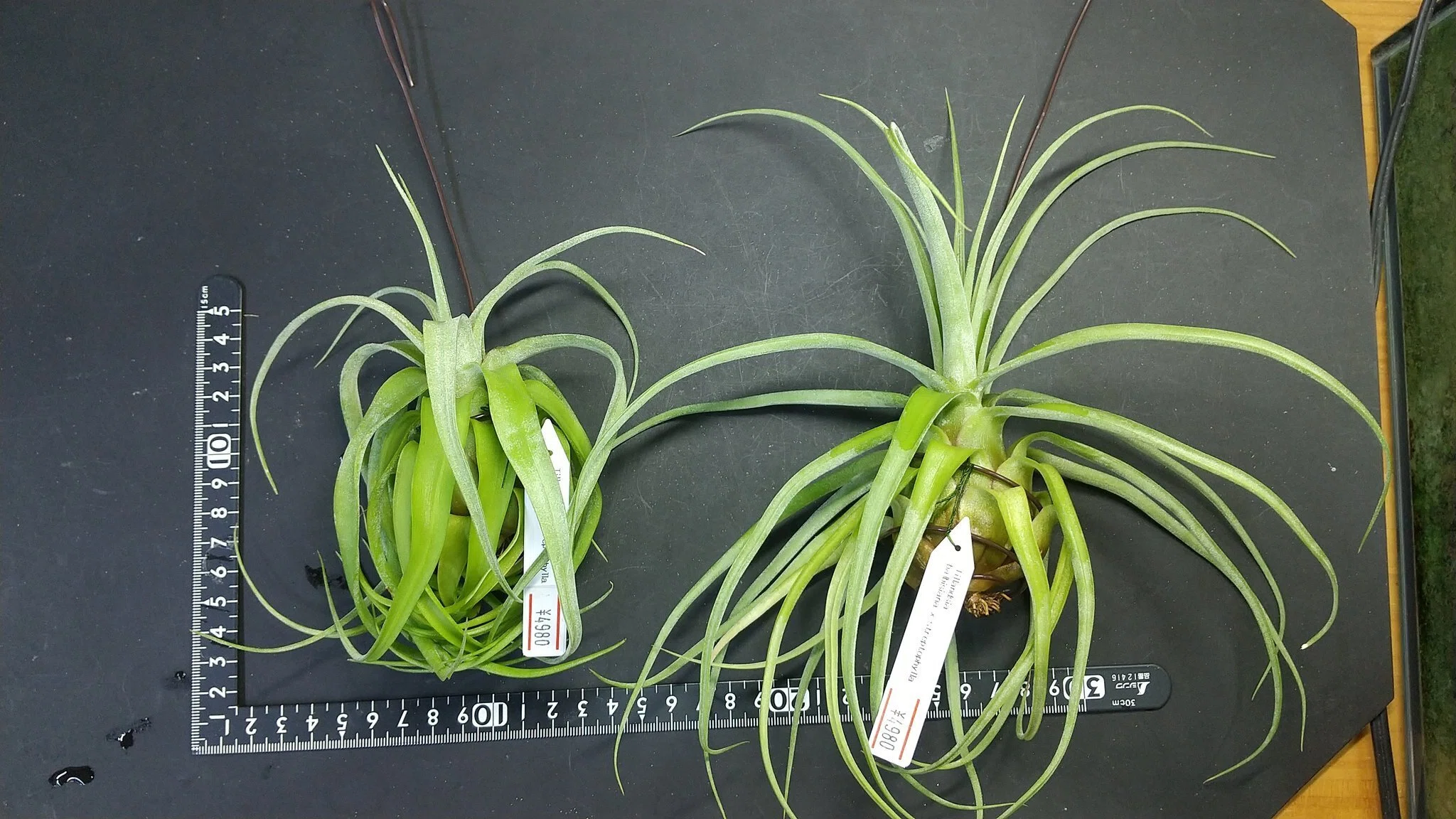 チランジア入荷リスト9/10-9/15｜NatureGarden🌿神田