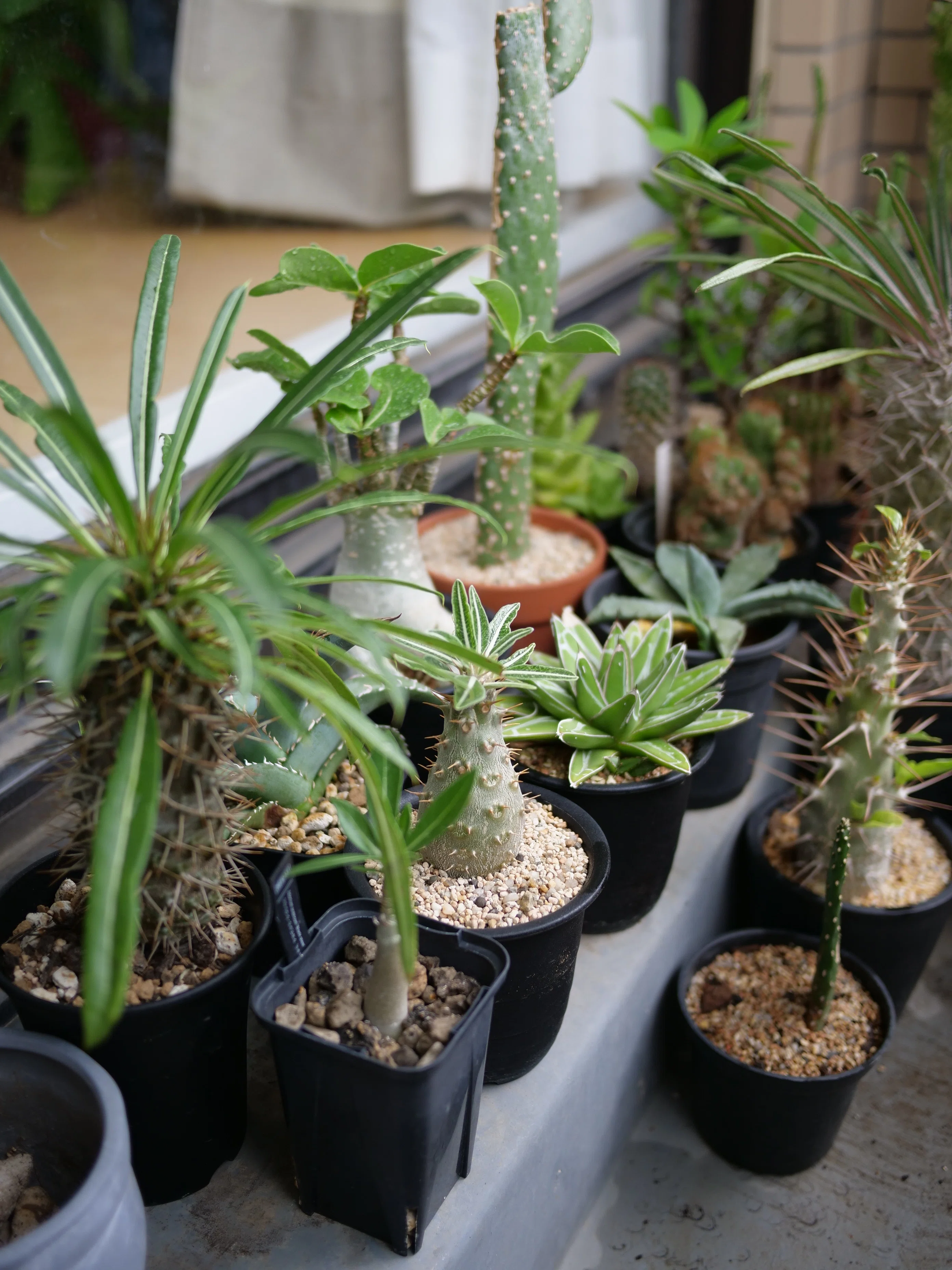 管理しやすい数で植物を楽しむ｜note ワタナベ
