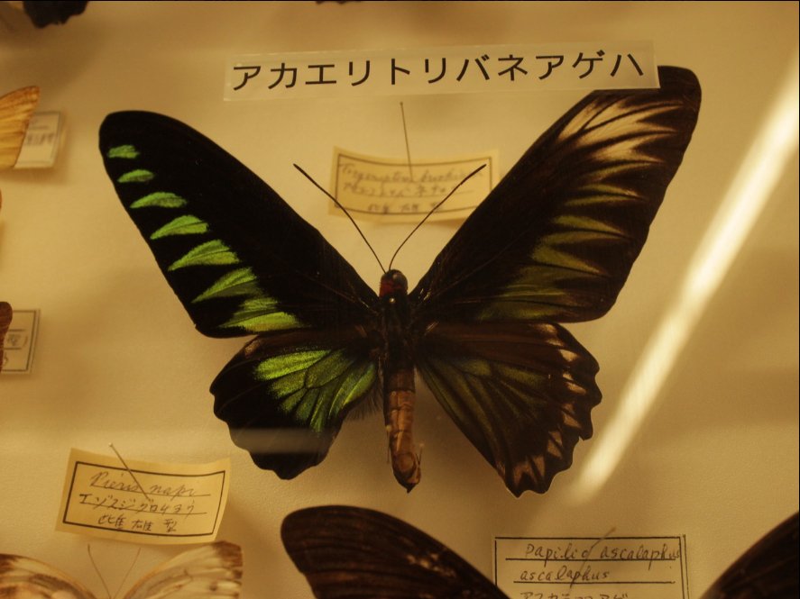 カメイ美術館 の蝶標本｜朗読の行方(ゆくえ)