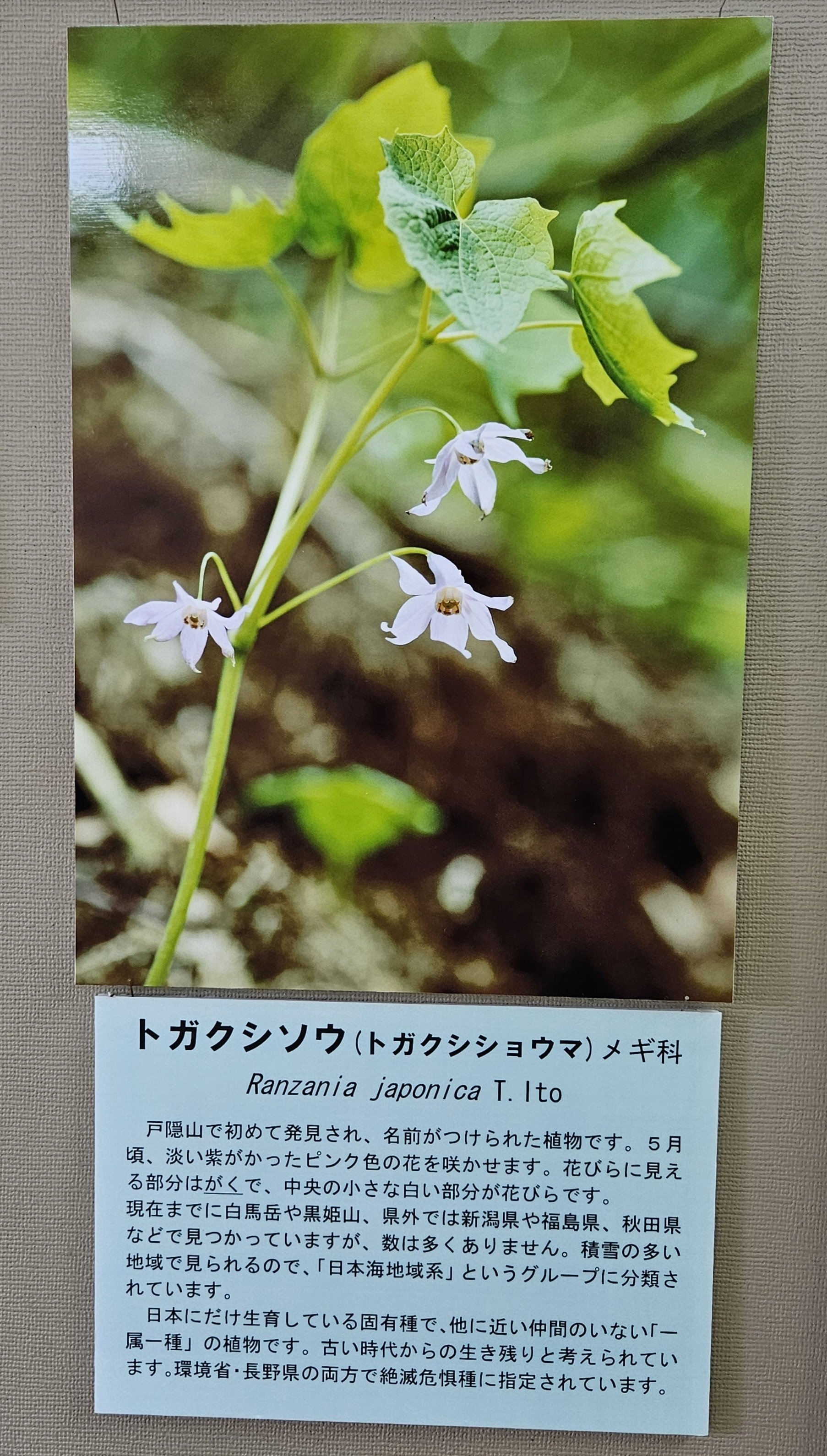 全国自然博物館の旅【46】戸隠地質化石博物館｜美原さつき