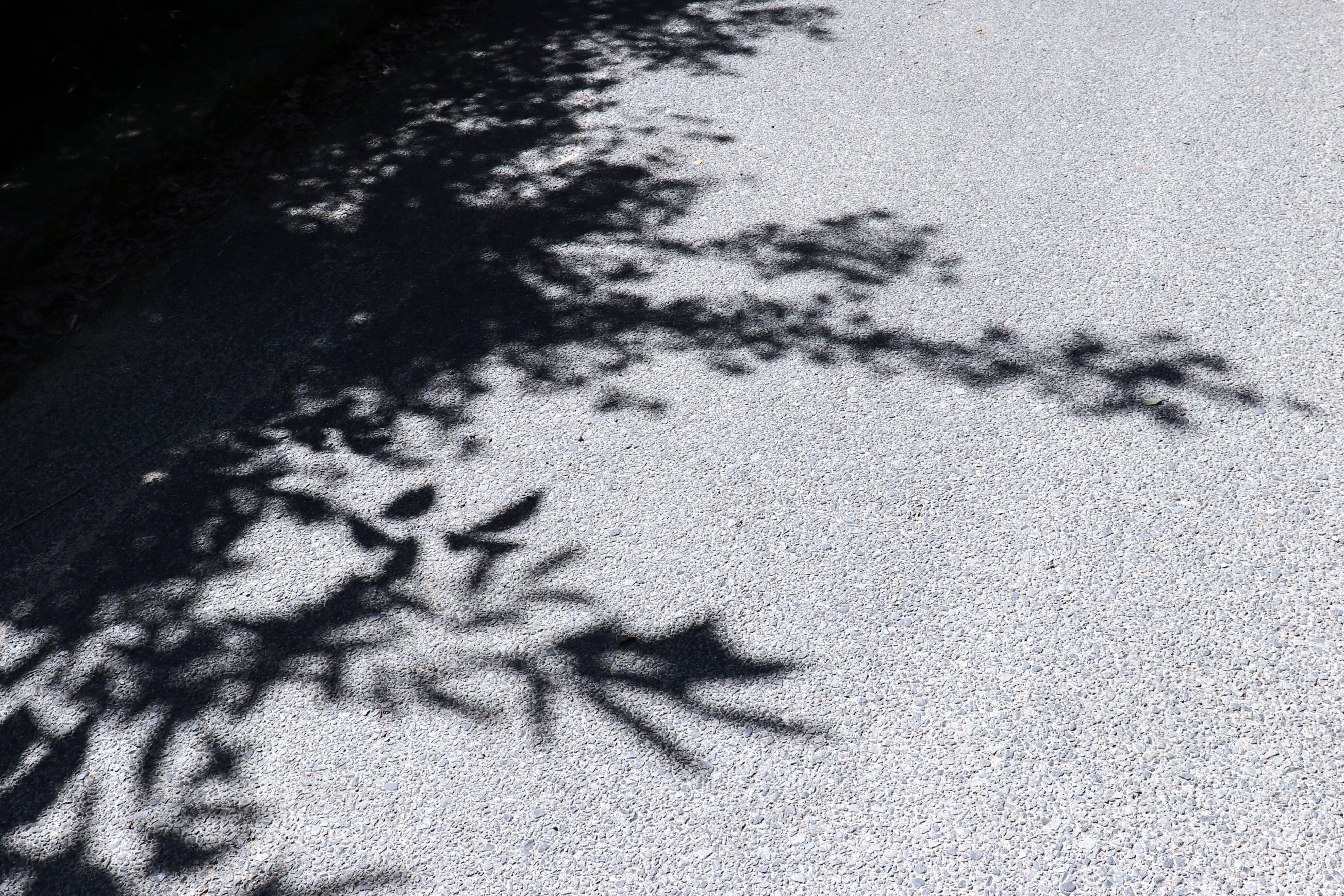 自分の鼓動を島に置いてきた -[心臓音のアーカイブ] クリスチャン