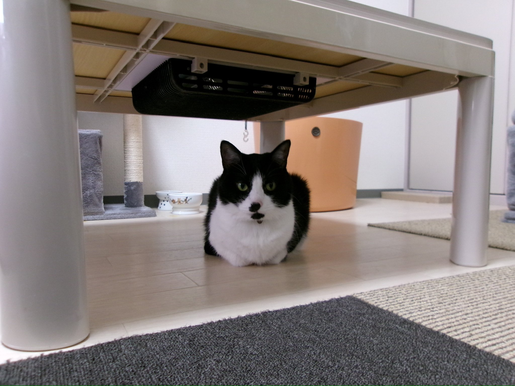 エモいコンデジで写す猫ども（Kodak FZ45 作例）｜ちゅん