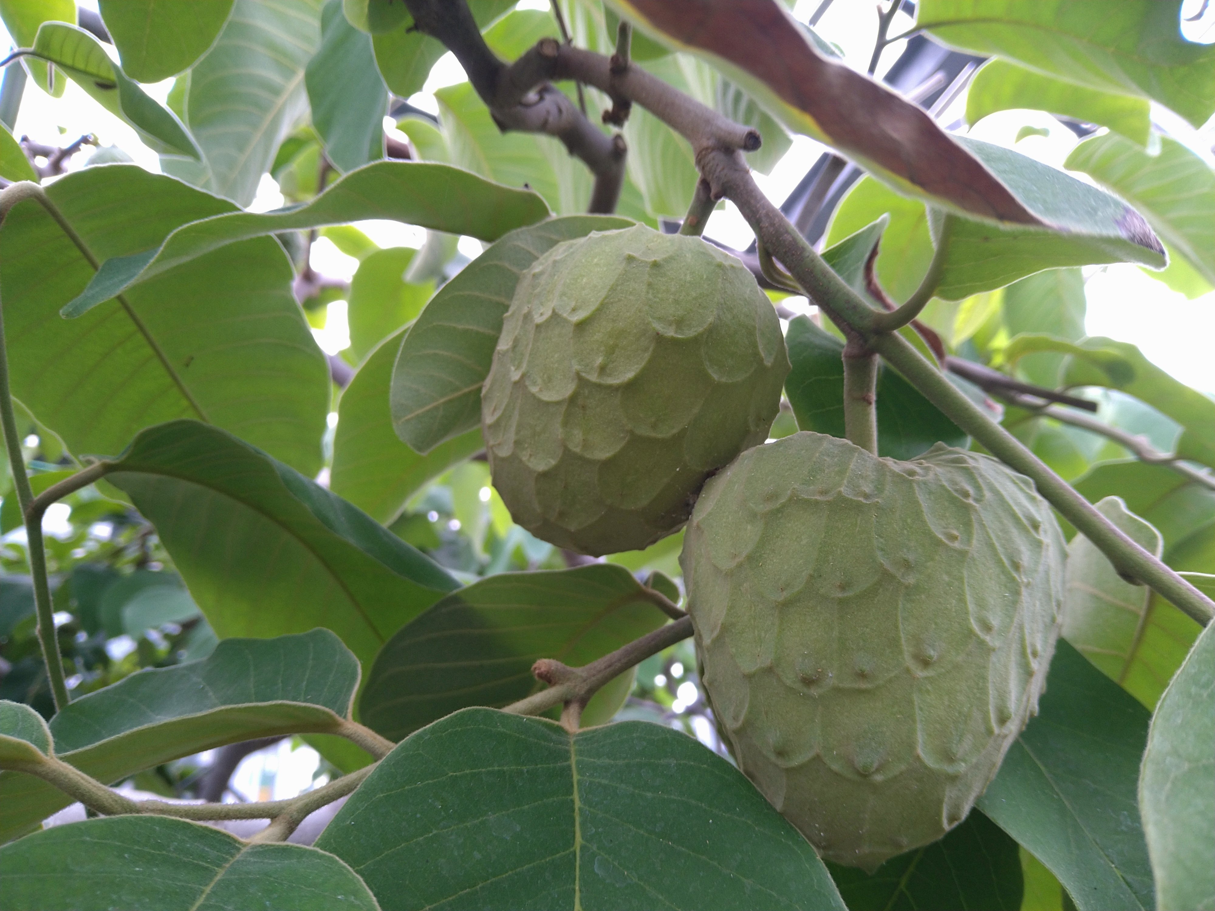 この熱帯果樹知ってる？｜ゆきんこ