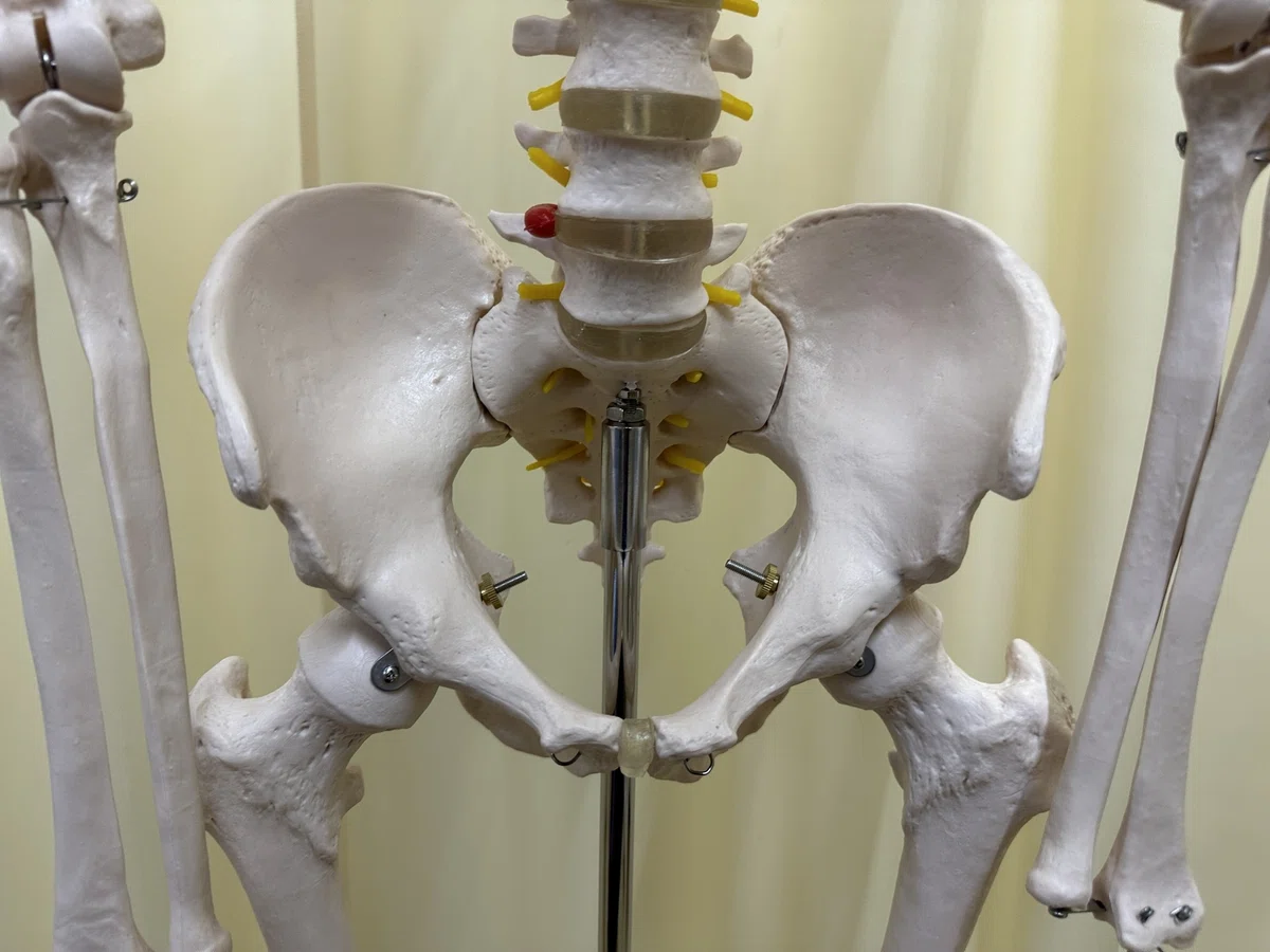 最新のエビデンスに基づいた理学療法技術の紹介:仙骨部脊柱管狭窄症|株式会社ゴルディロックス(広報)