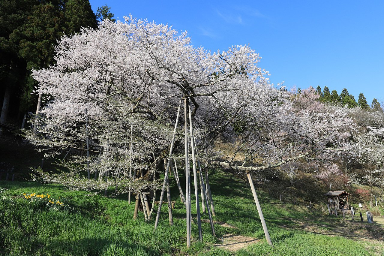 21．コバノミツバツツジ最北の飛騨高山｜sasayan