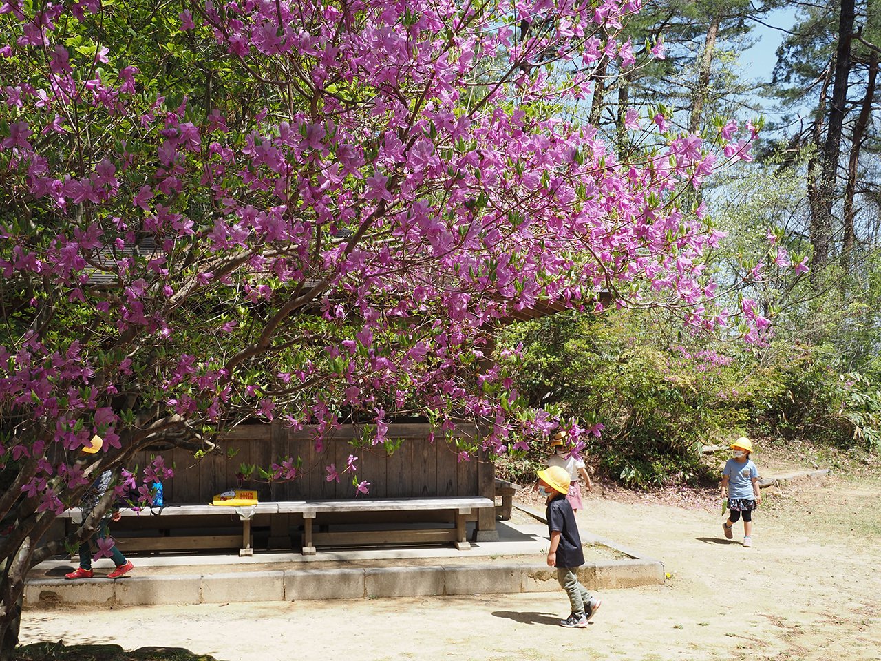 21．コバノミツバツツジ最北の飛騨高山｜sasayan