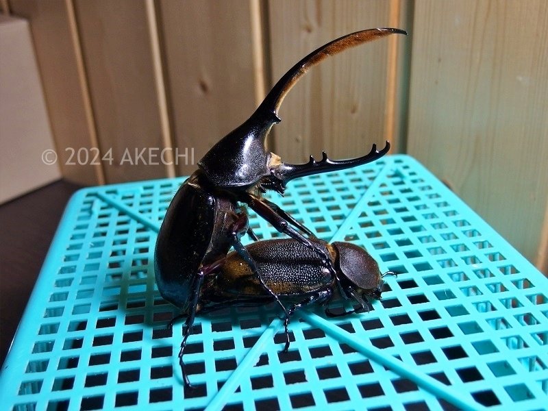 ヘラクレス・エクアトリアヌスオオカブトの飼育【幼虫飼育方法
