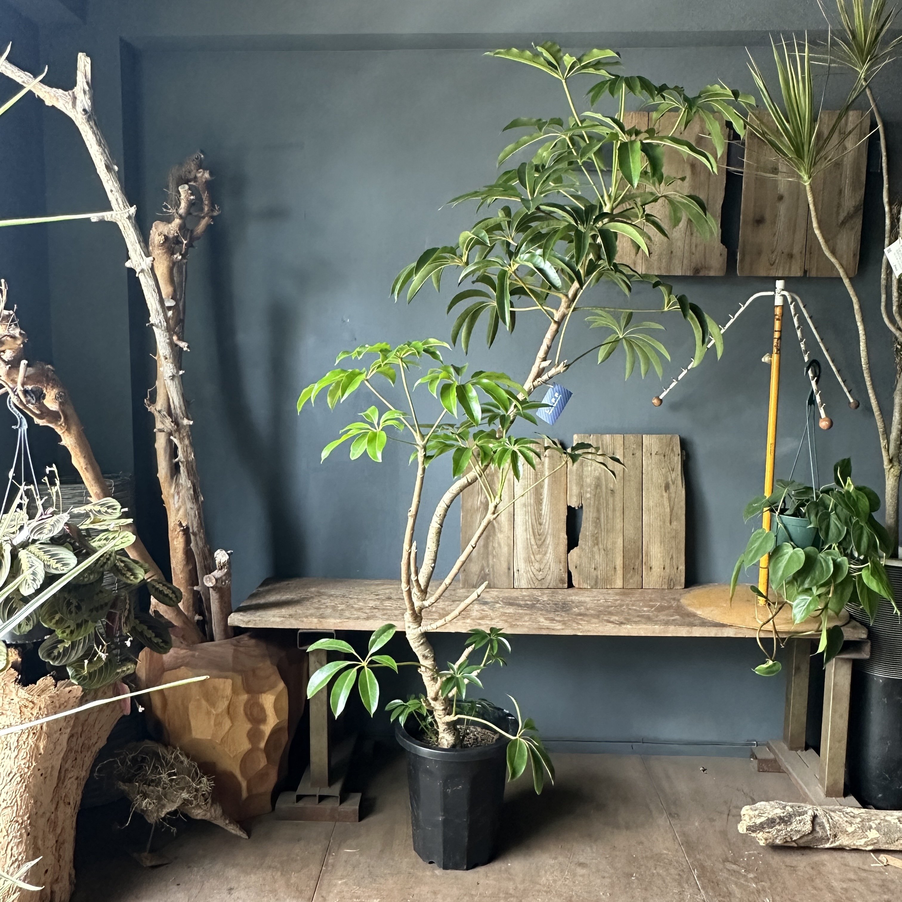 ツピタンサスの育て方｜花屋ラフさん