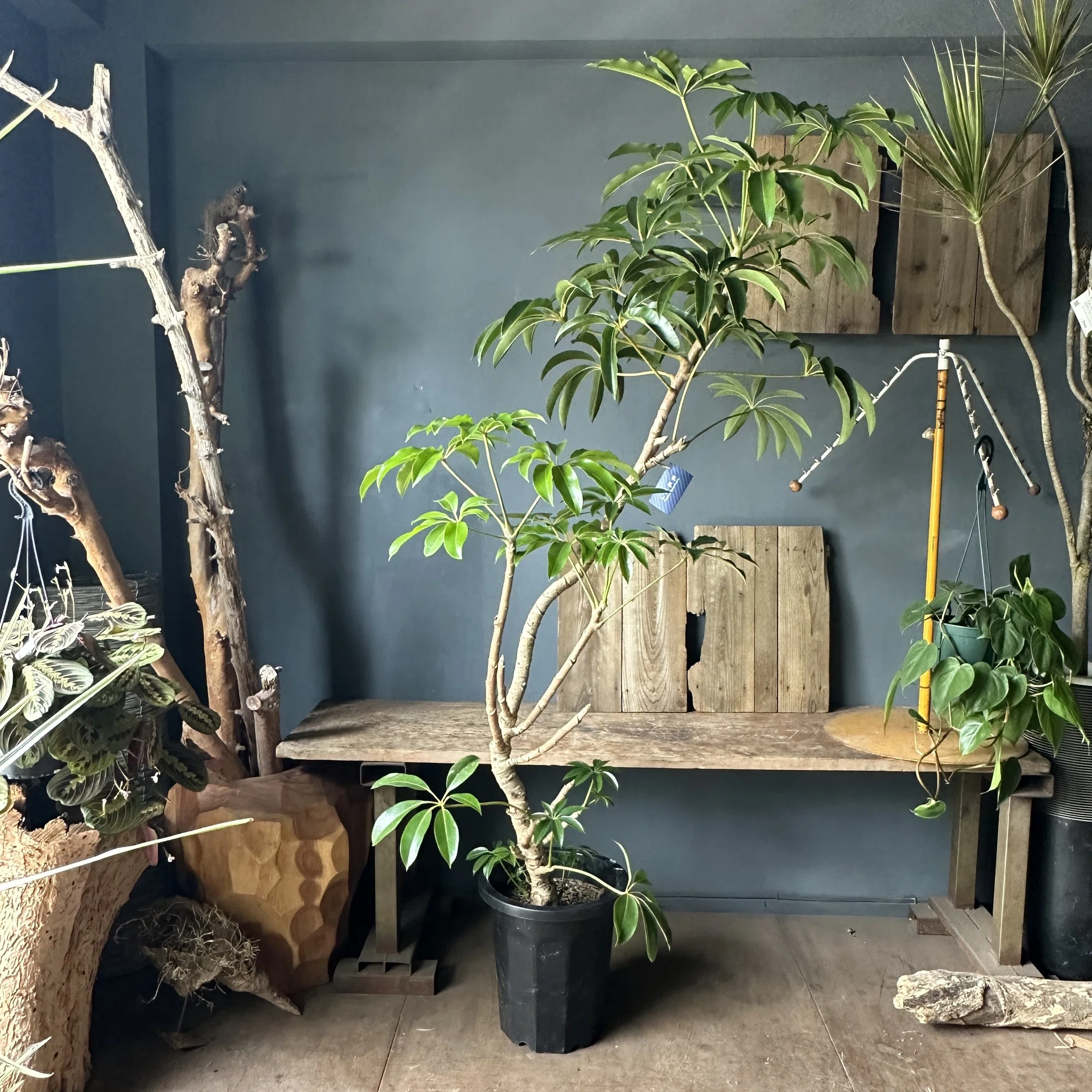 ツピタンサスの育て方｜花屋のラフ