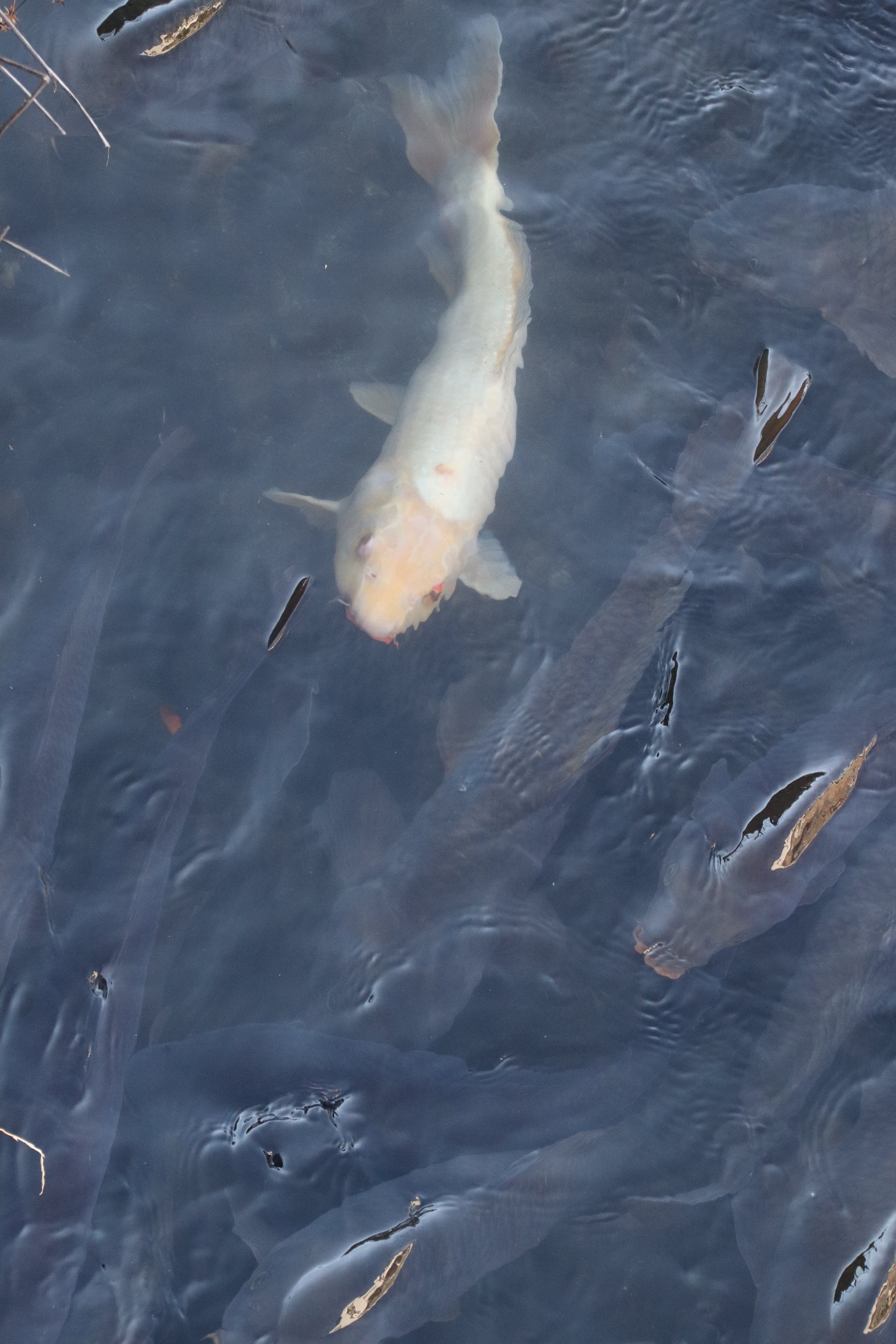 鯉が泳ぐ川｜神崎燐夜(Lin-yaKanzaki)/AcaciaLeaf