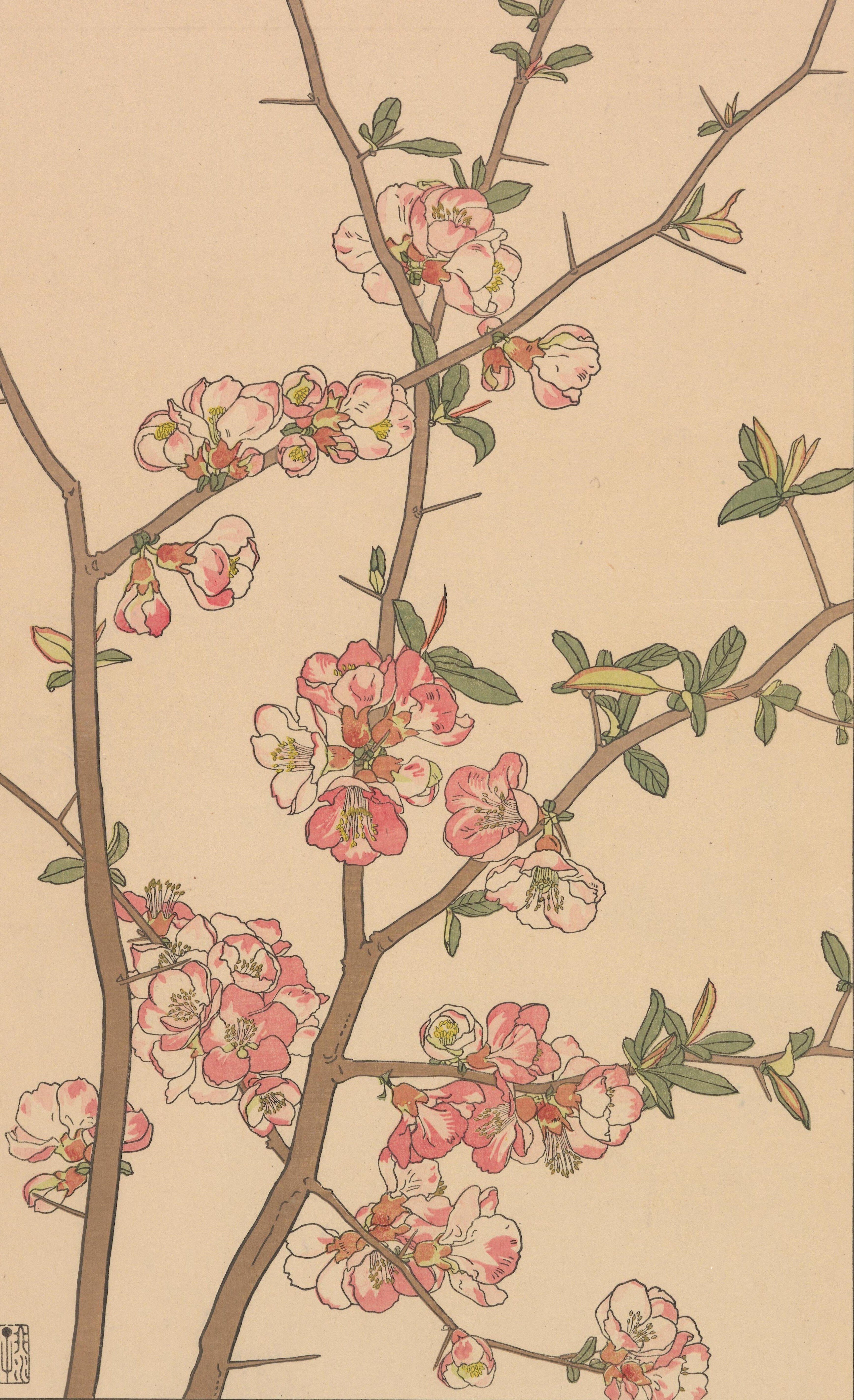 非水百花譜 第1輯｜日本花卉文化株式会社