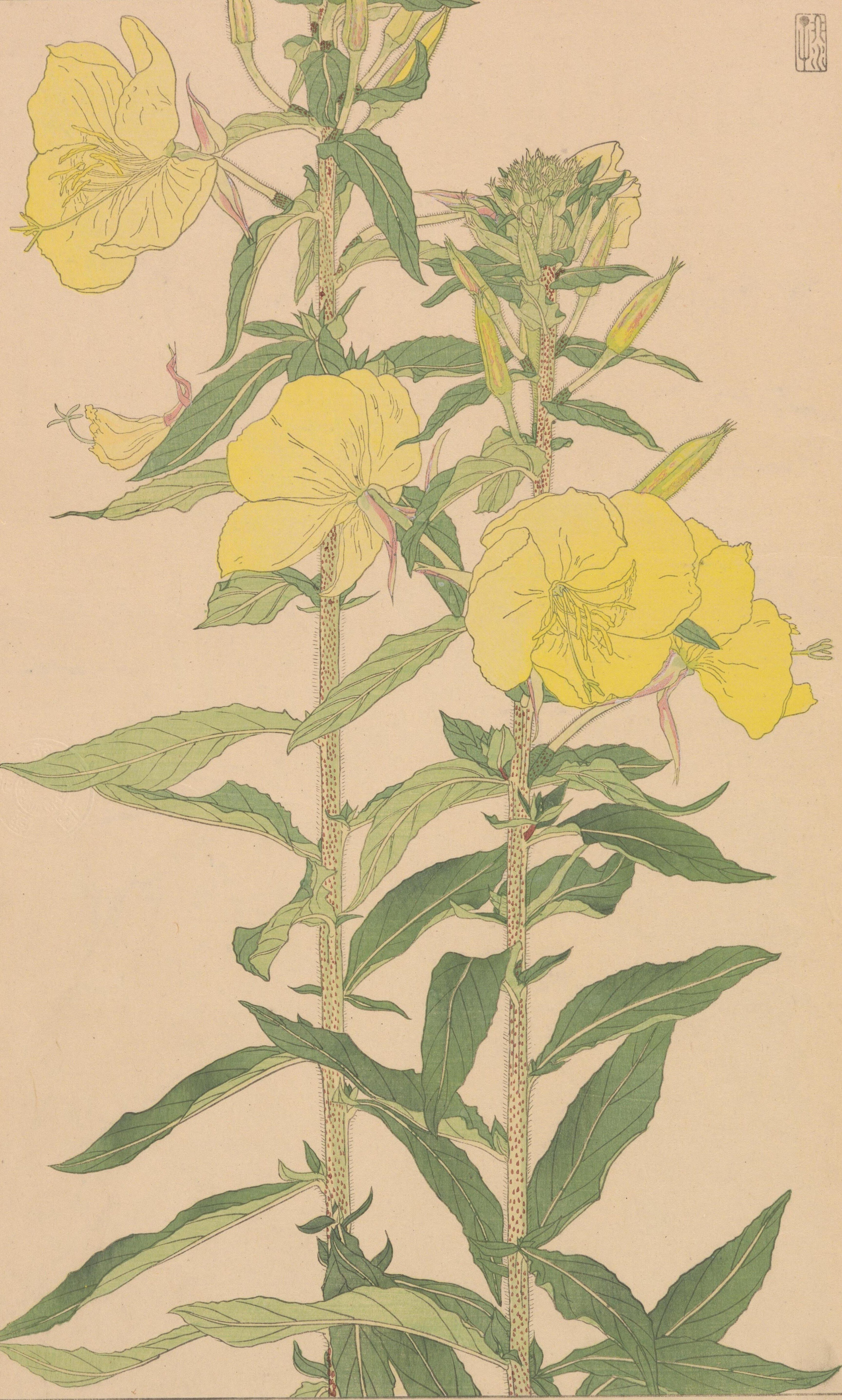 非水百花譜 第1輯｜日本花卉文化株式会社