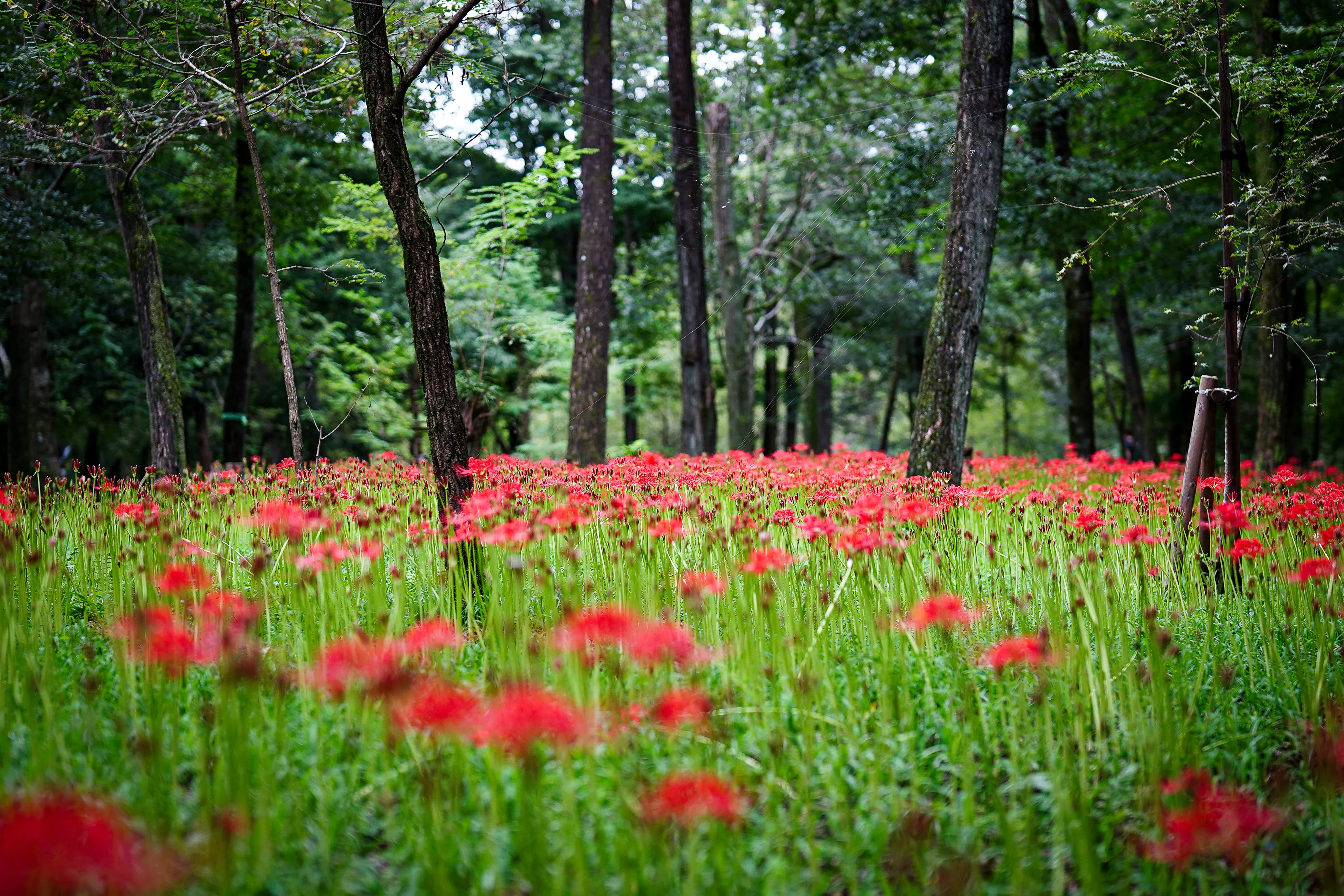 地獄に咲く花｜とらお