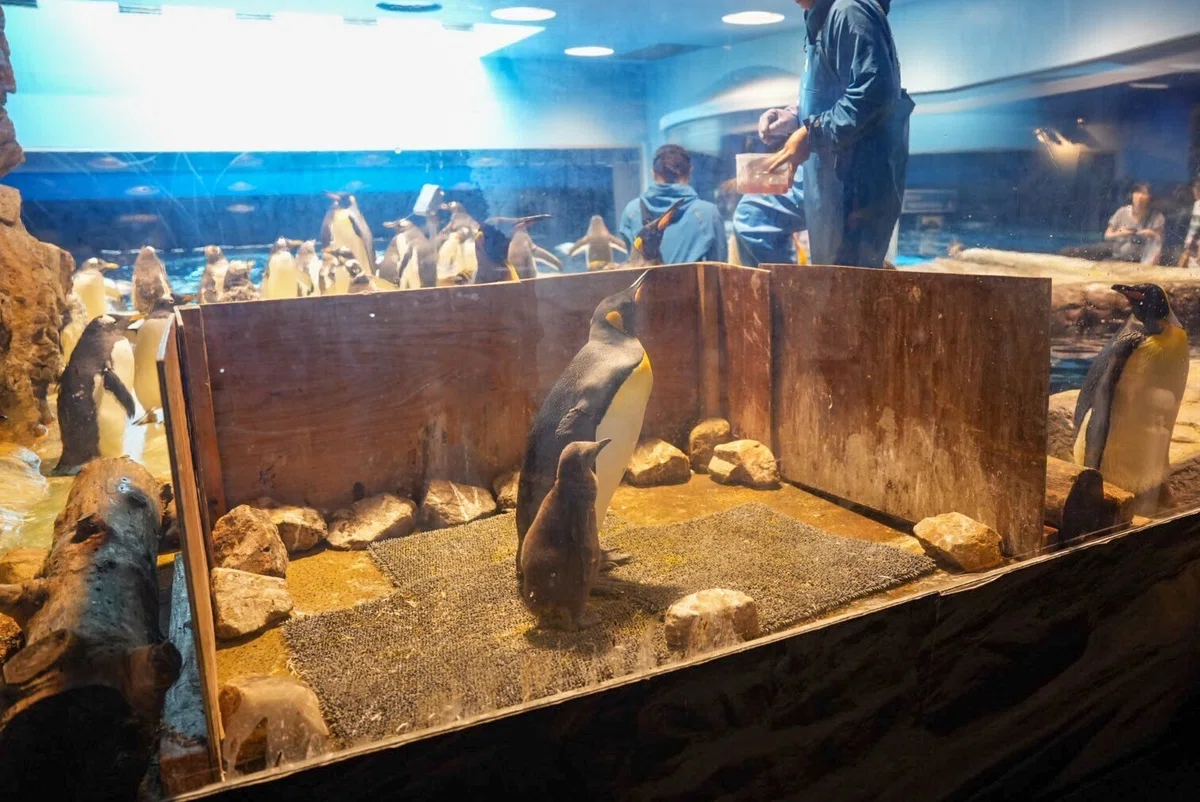 水彩画 ジクレー版画「海響館のペンギンたち」（下関市） 逆だっ